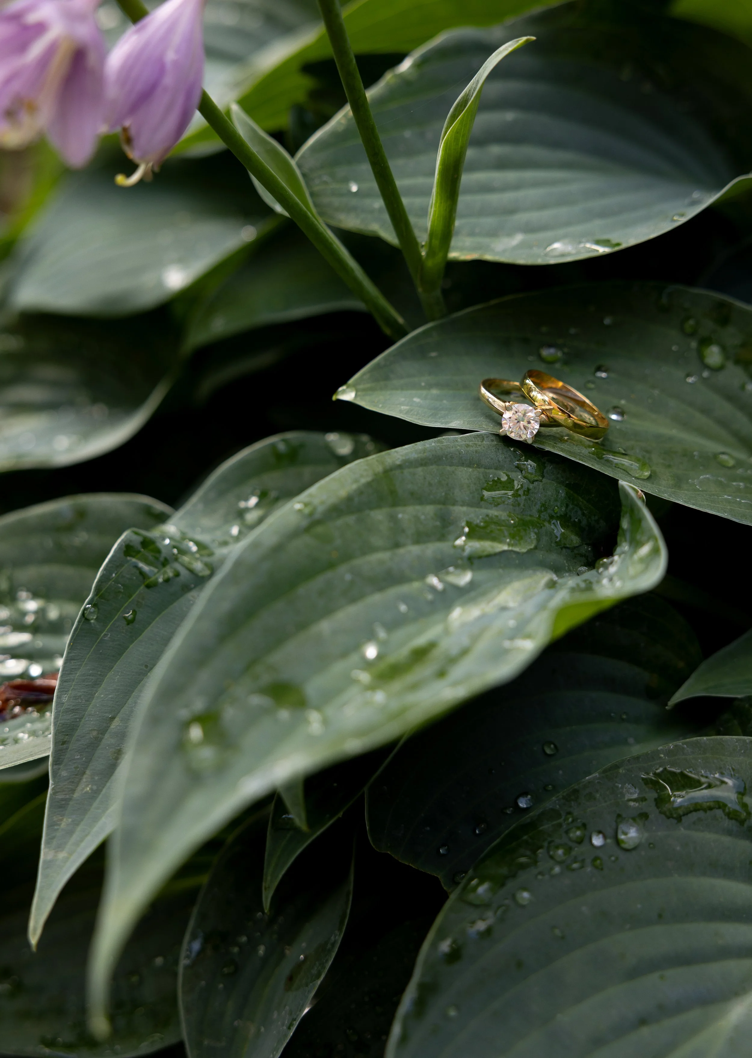Close-up of green foliage with water droplets and two wedding rings, one with a diamond, resting on a leaf.