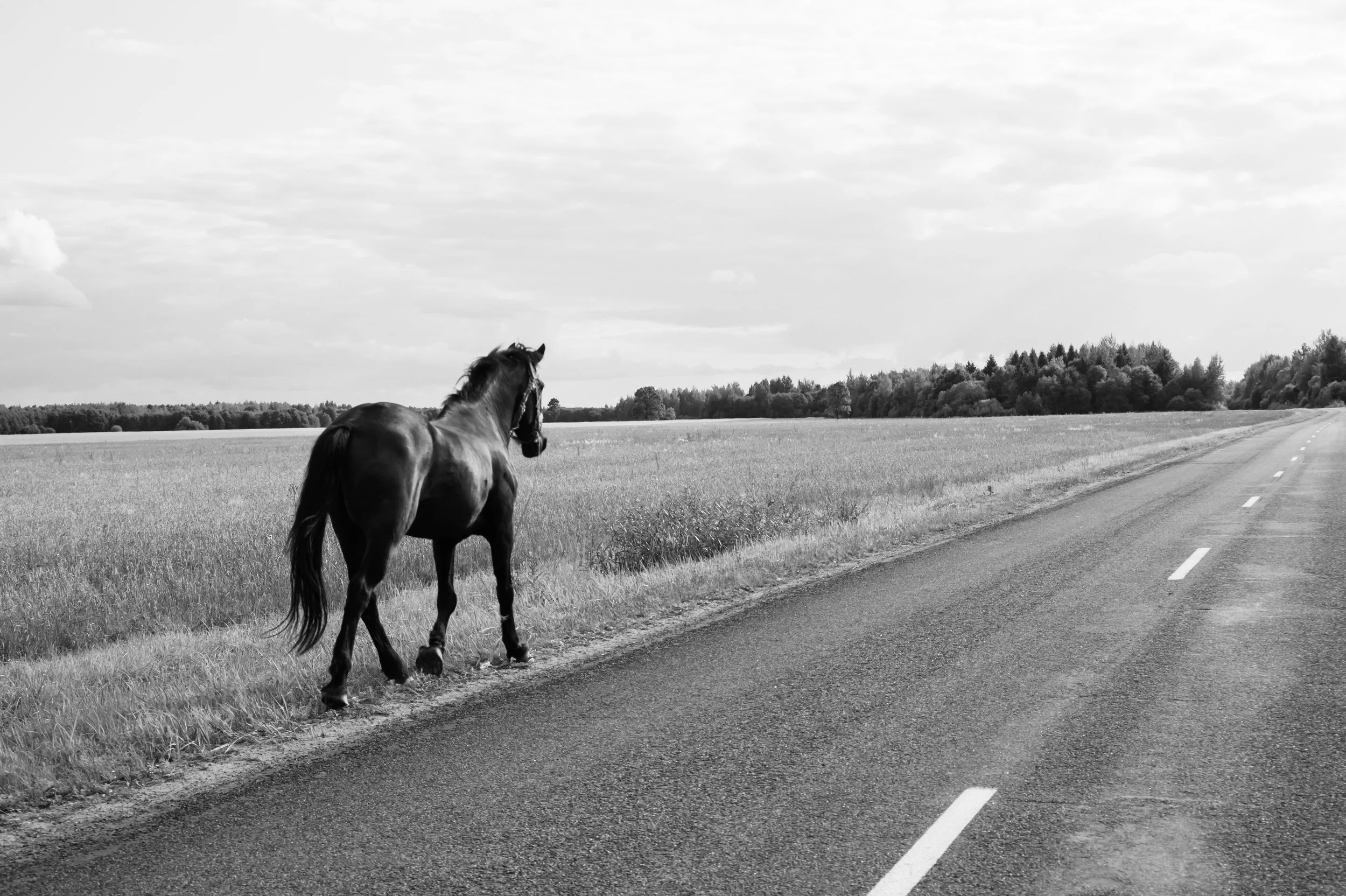 A black horse standing on the grassy shoulder of a rural road. The scene is in black and white with open fields and a line of trees in the distance under a partly cloudy sky.