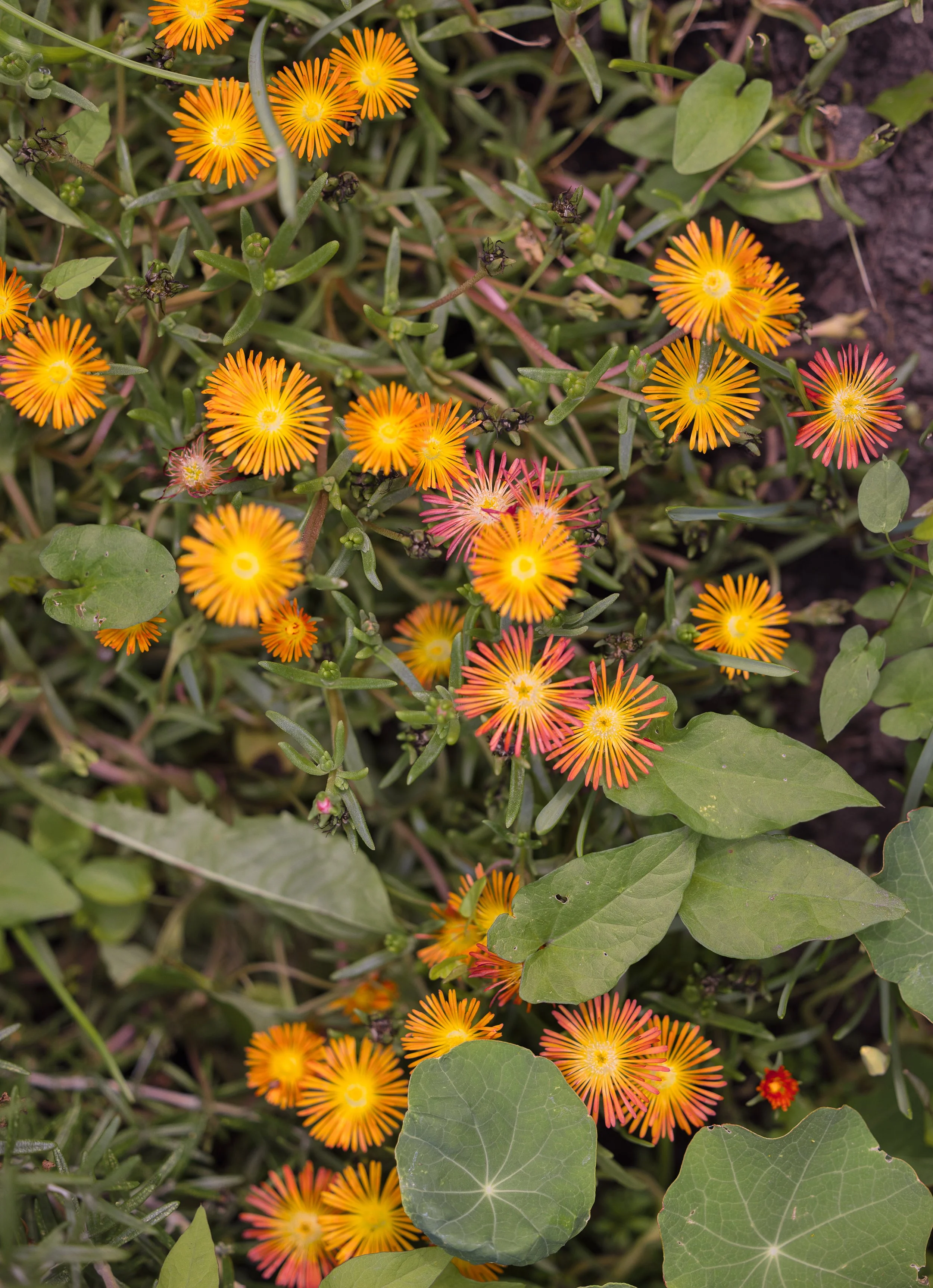 Cluster of yellow and pink flowers with green leaves in a garden.