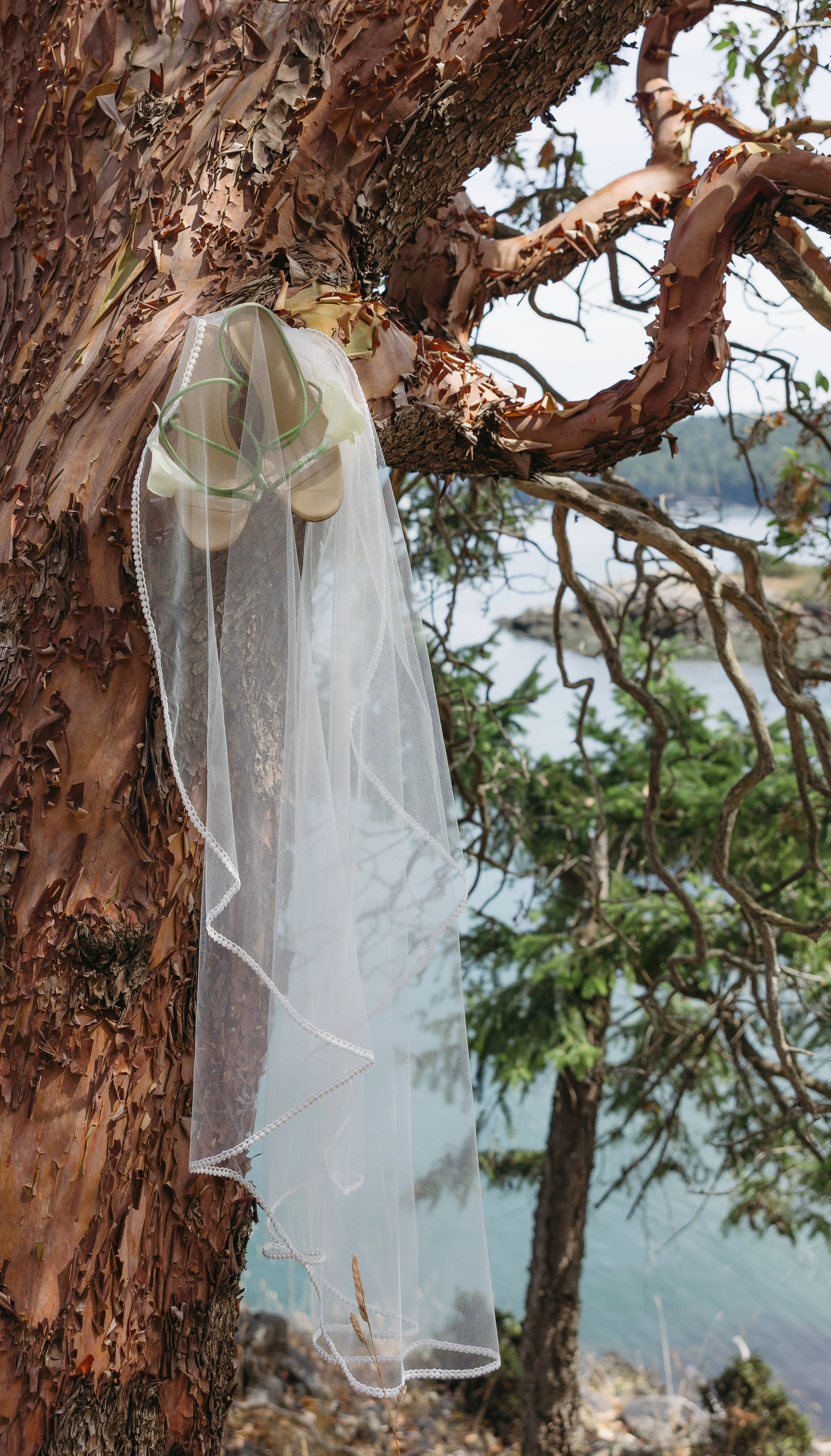 A bridal veil and hat are hanging on a tree branch near a body of water.