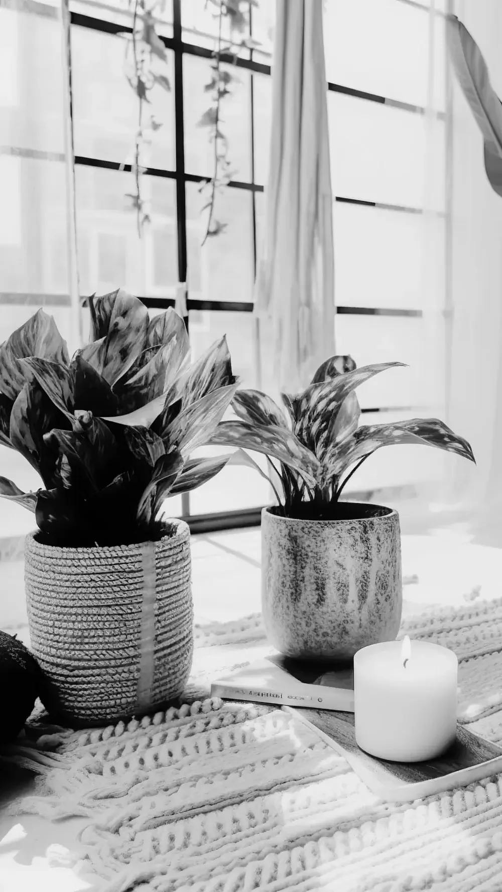 Black and white photo of two potted plants on a decorative woven cloth, with a lit candle and a book nearby, in front of a window with curtains.