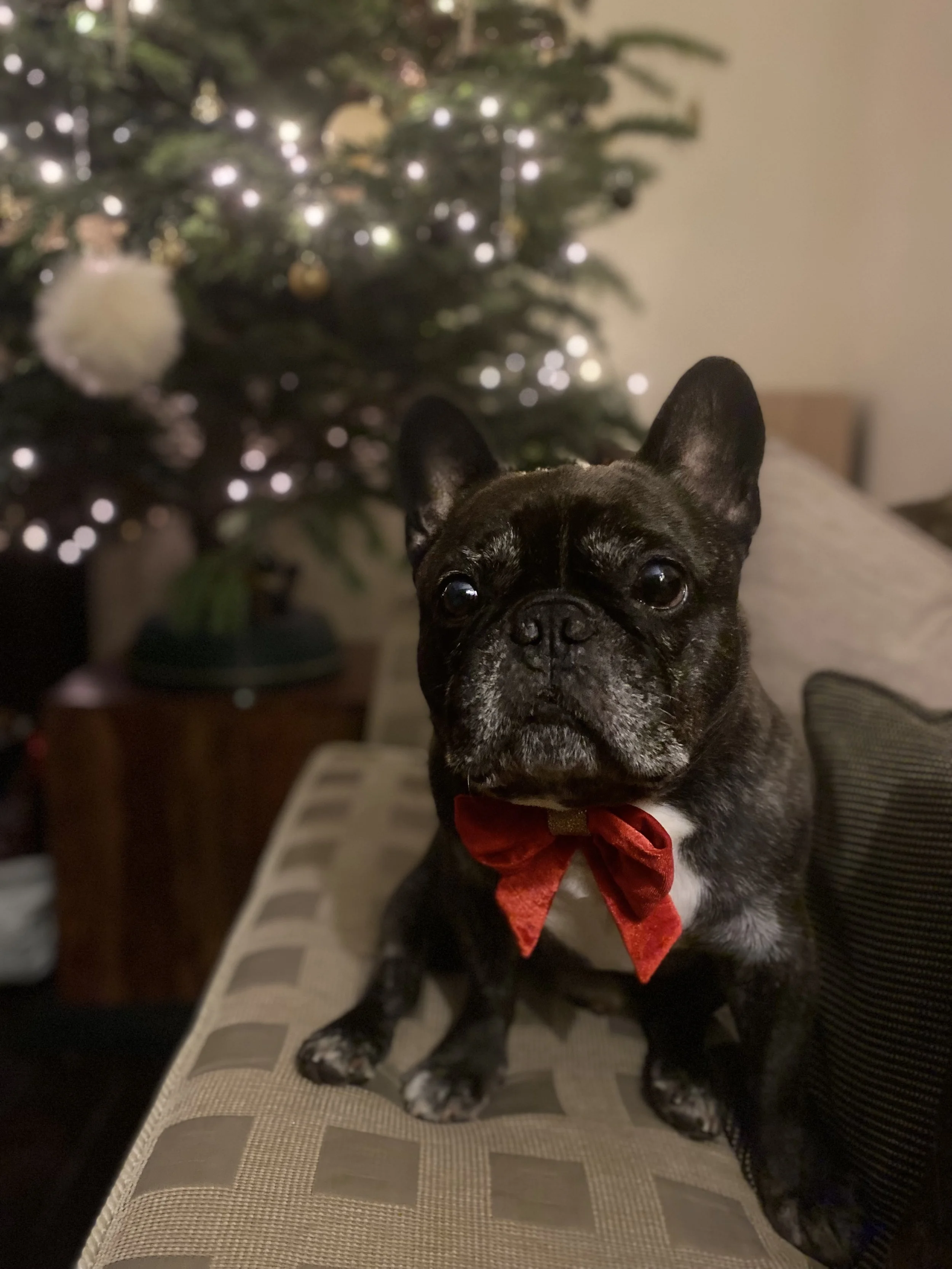 CHRISTMAS IS COMING!!