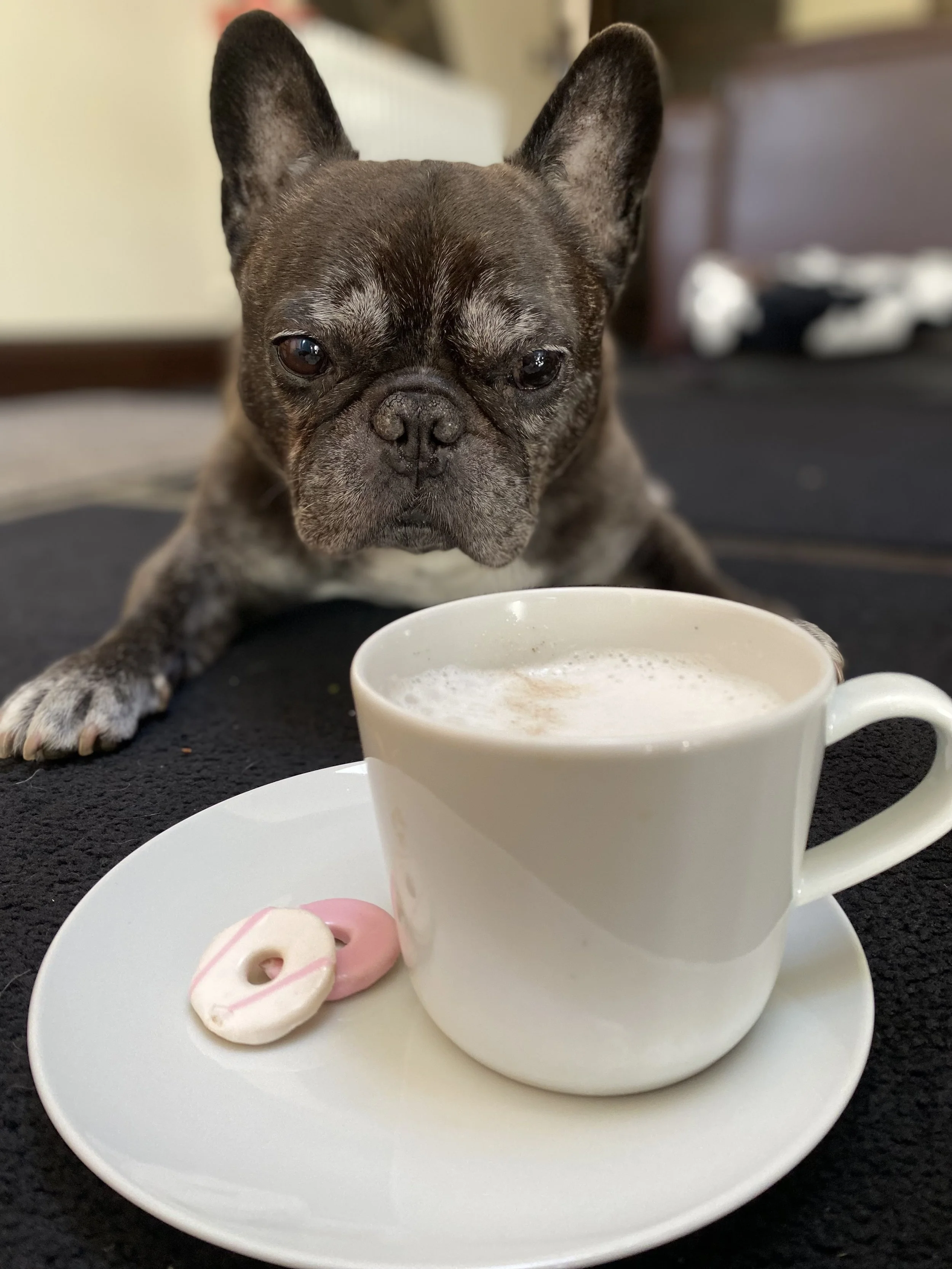 Café Culture-Puppicino’s