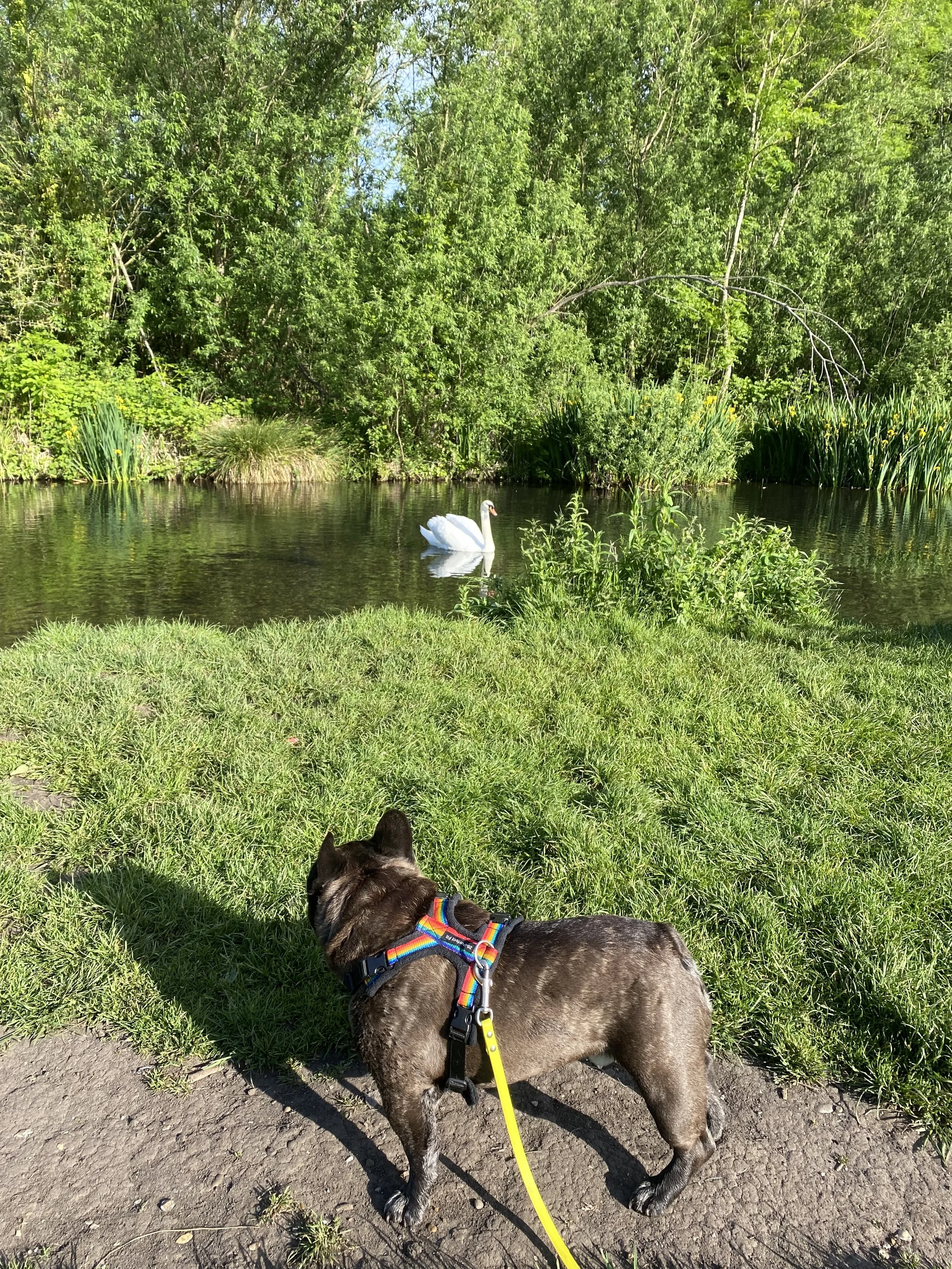My Favourite Dog Walking Spots in Sidcup &amp; Bexley