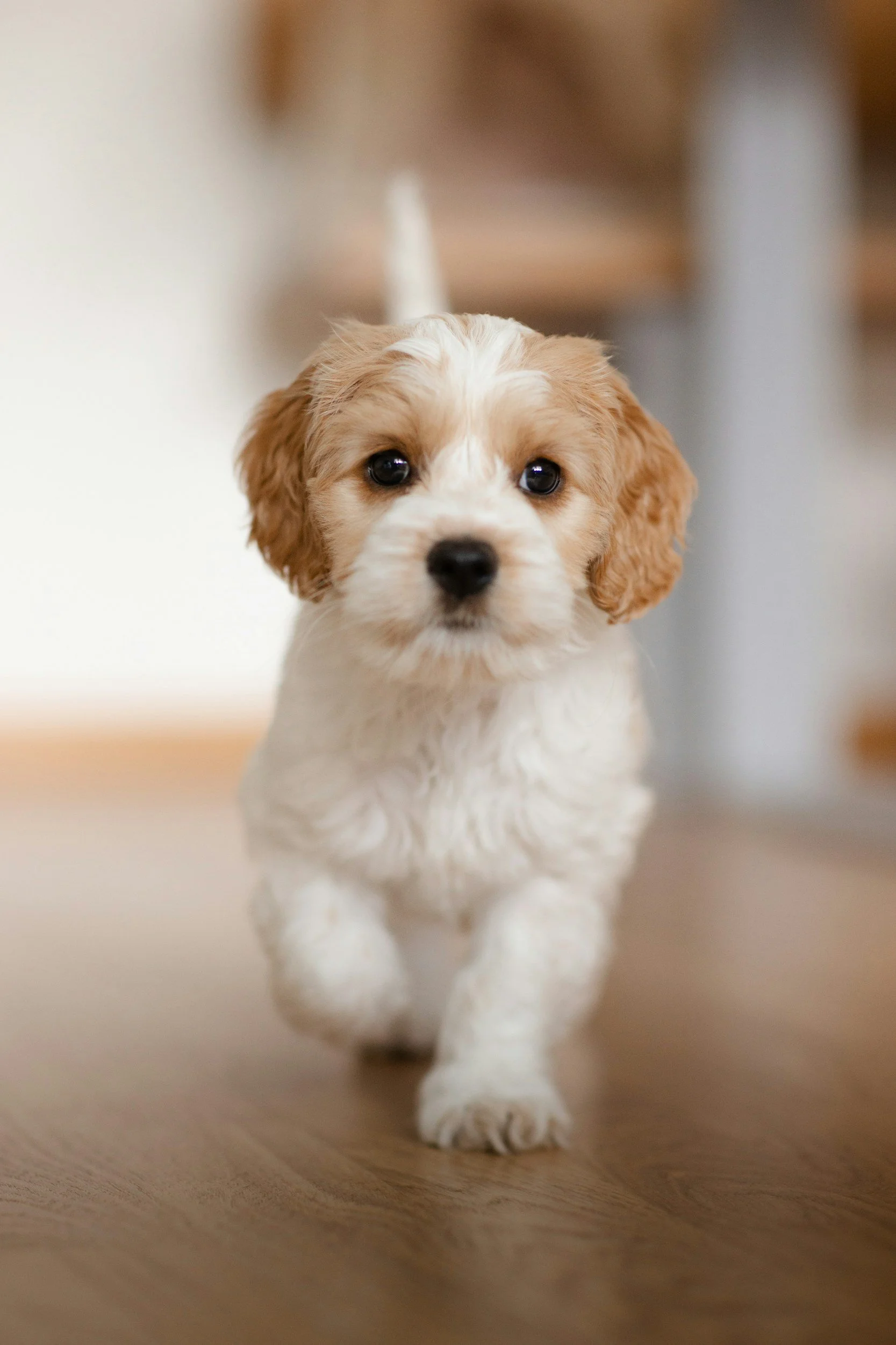 A cute puppy with a white and light brown coat walking on a wooden floor, facing the camera.