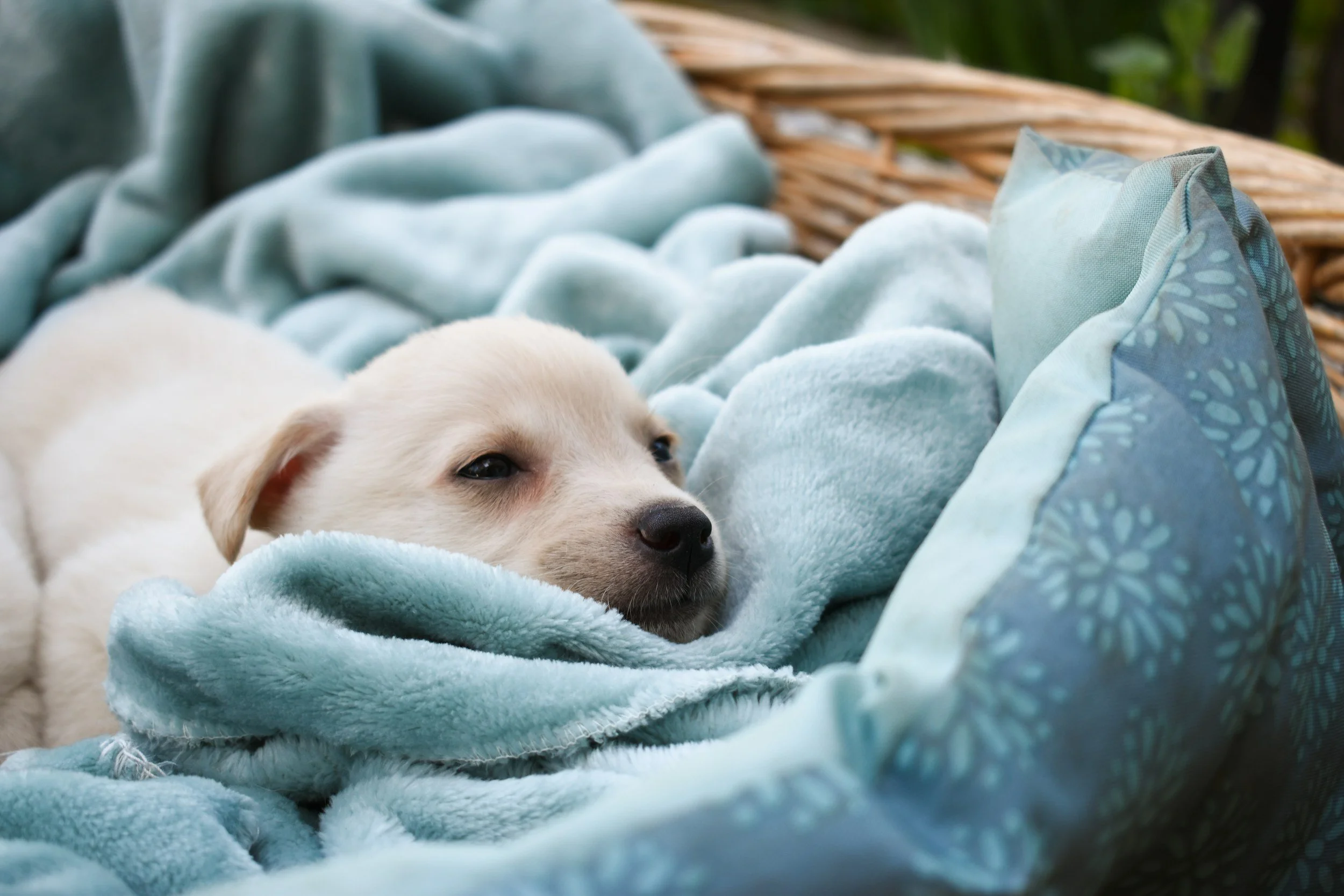A peacefully sleeping puppy lying on a soft light blue blanket inside a woven basket outdoors.