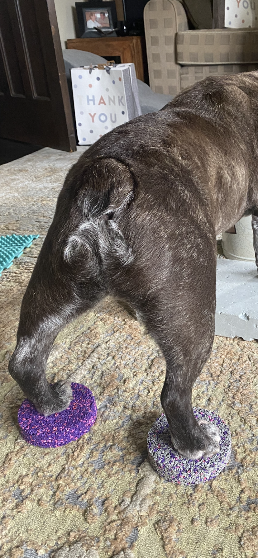 Happiness is…A Wagging Tail- or is it?