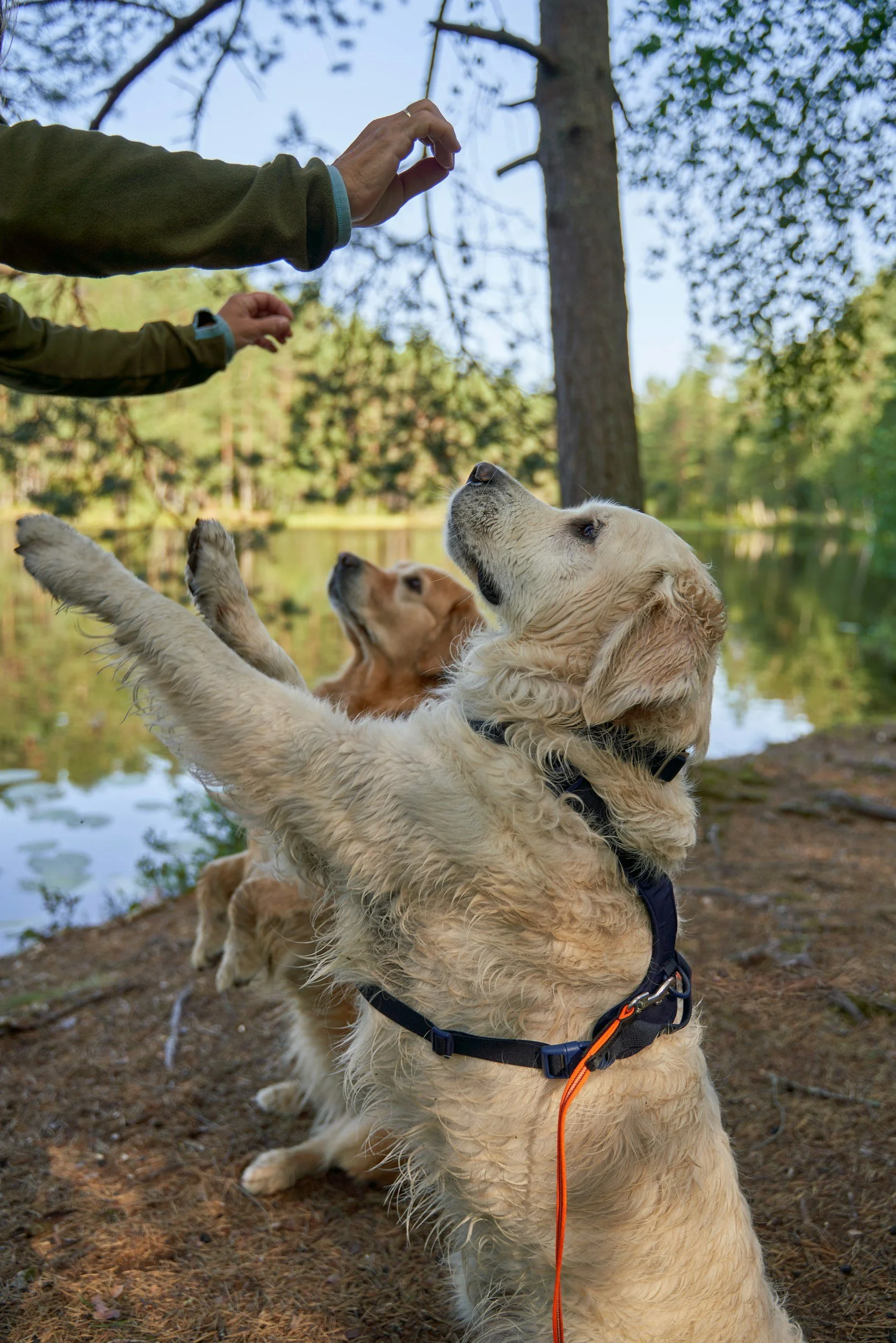 A person in a green jacket is reaching out towards a golden retriever puppy, which is sitting on its hind legs with paws raised, outdoors near a lake surrounded by trees.