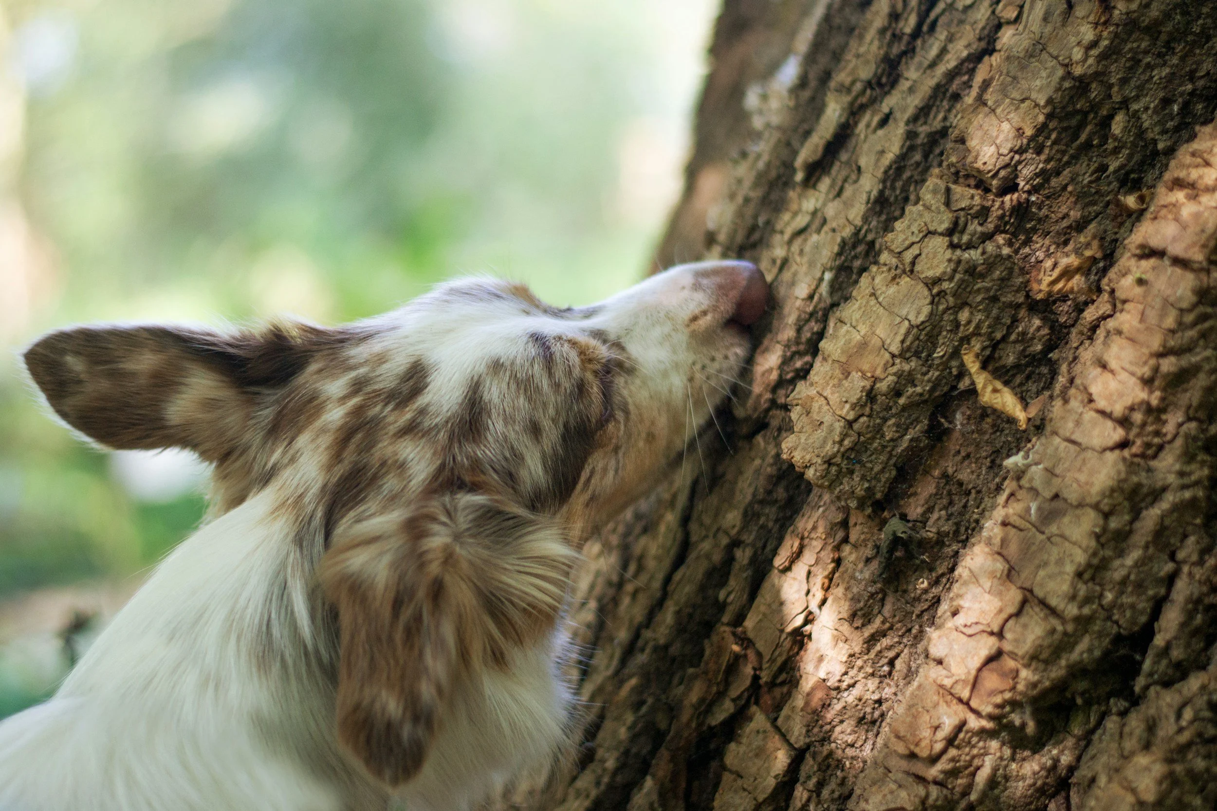 A dog sniffing the bark of a tree outdoors.