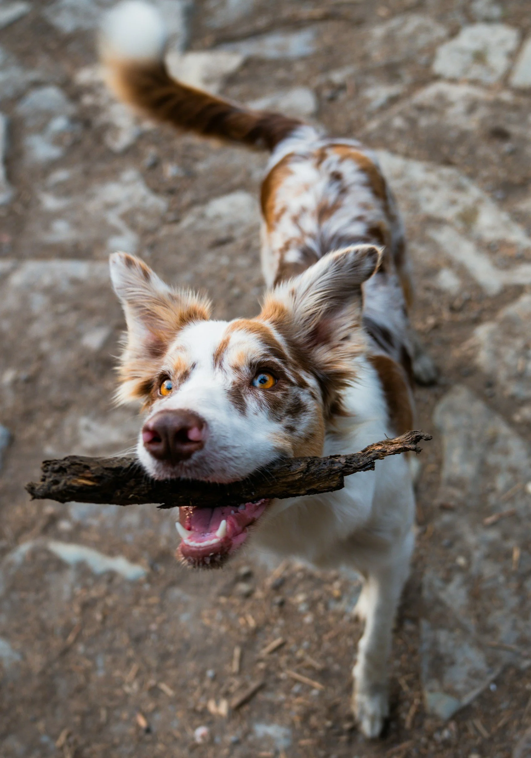 A playful dog with white and brown fur holds a stick in its mouth, looking up with bright yellow eyes on a dirt ground.