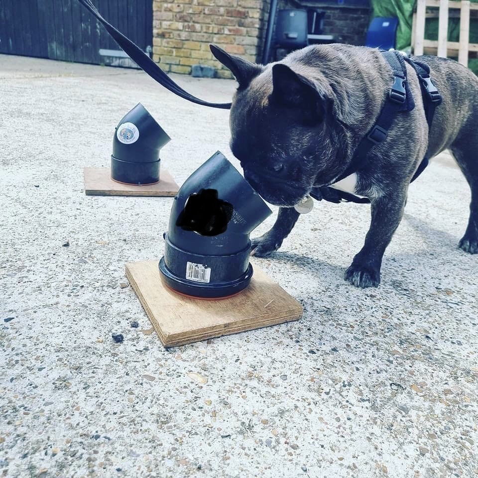 A brindle French Bulldog inspecting a black plastic planter on a wooden board outside. There is another similar planter in the background.