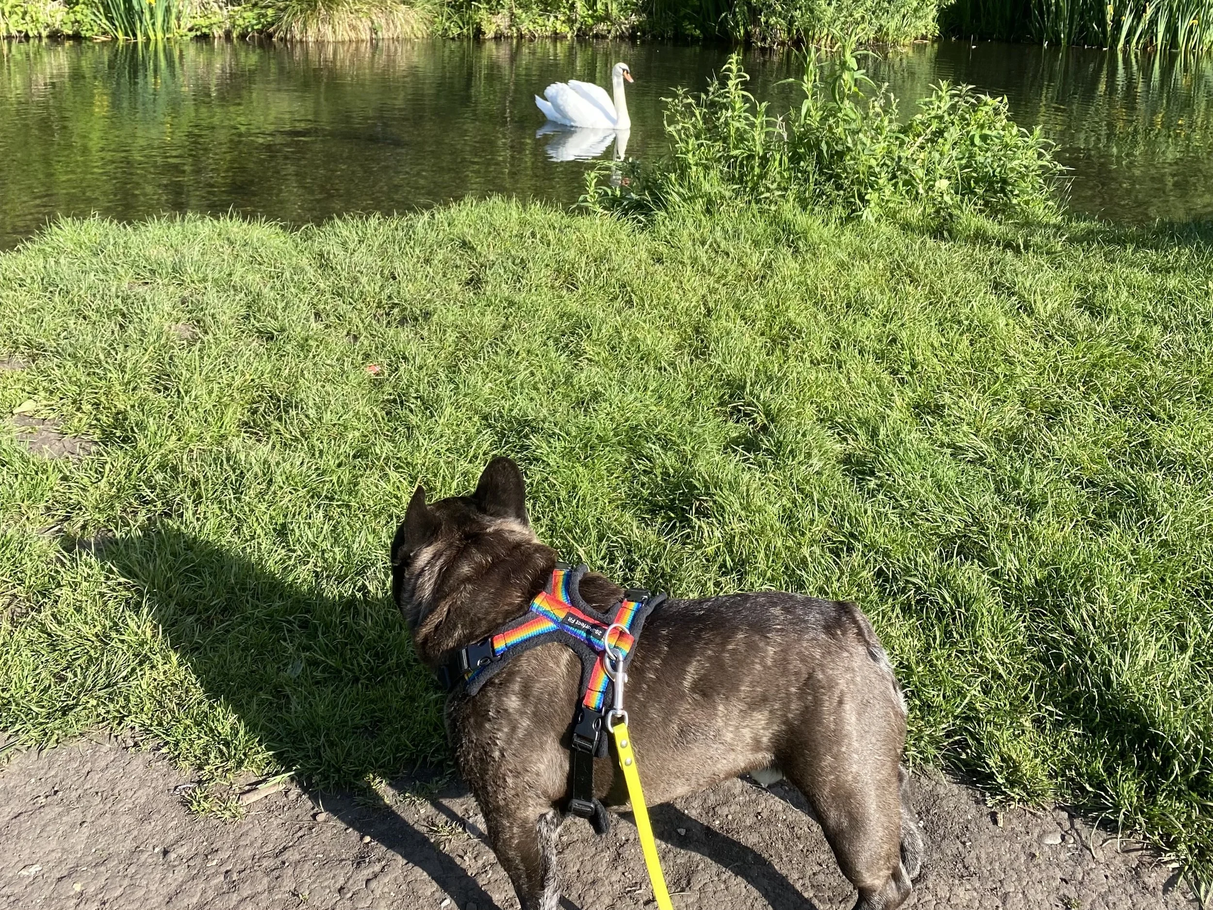 A black and brown dog wearing a rainbow-colored harness is lying on grass near a dirt path, looking towards a lake with a white swan swimming in it. Green vegetation surrounds the lake under bright sunlight.