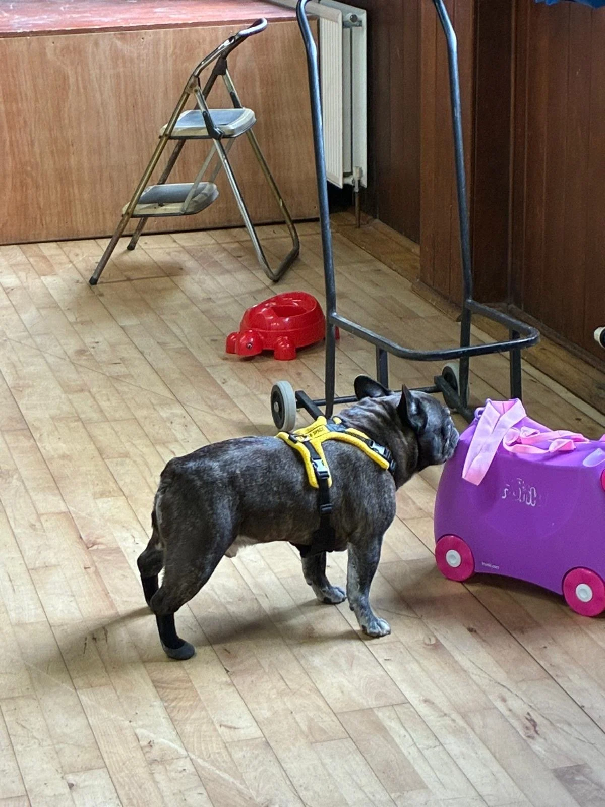 A brindle French Bulldog wearing a yellow harness standing on a hardwood floor next to a pink toy stroller and a purple bag, with a folding step stool, a red pet food bowl, and a walker in the background.
