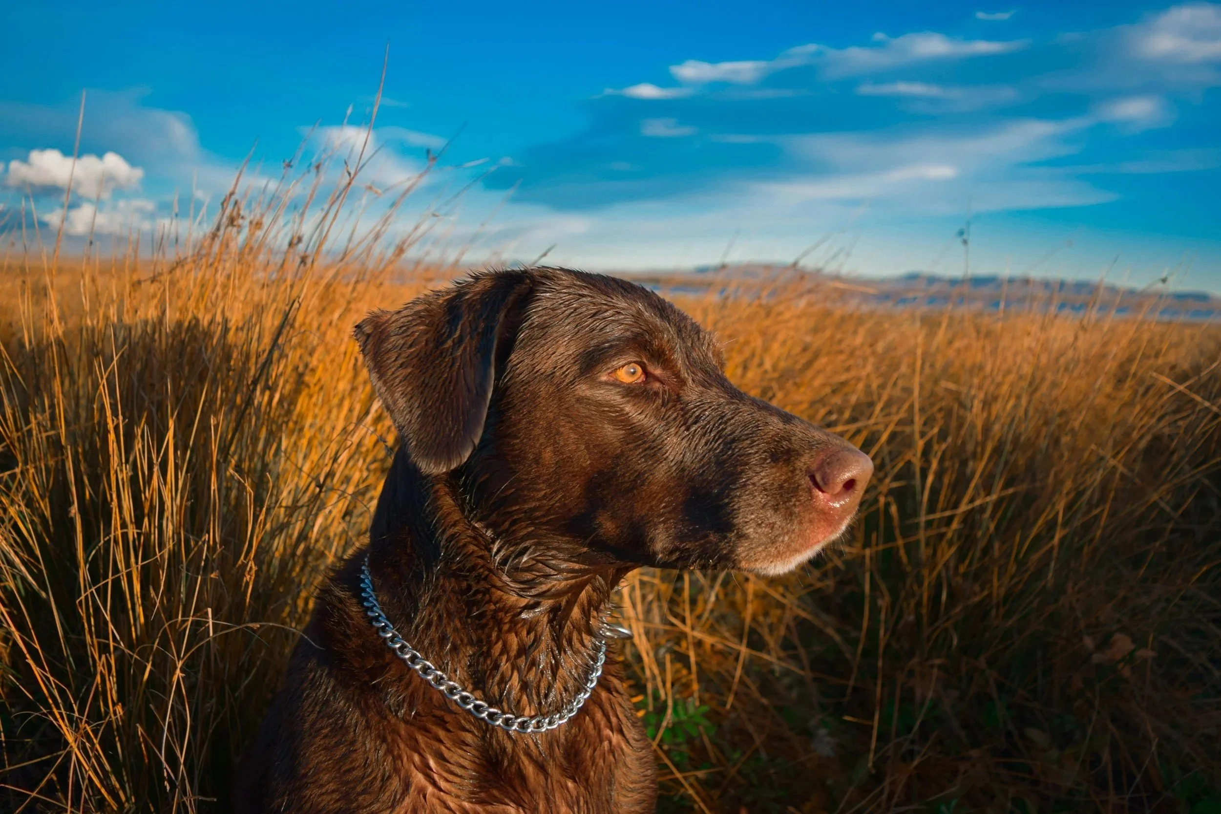 A chocolate brown labrador dog with sitting in a field of tall, golden grass under a blue sky with clouds.