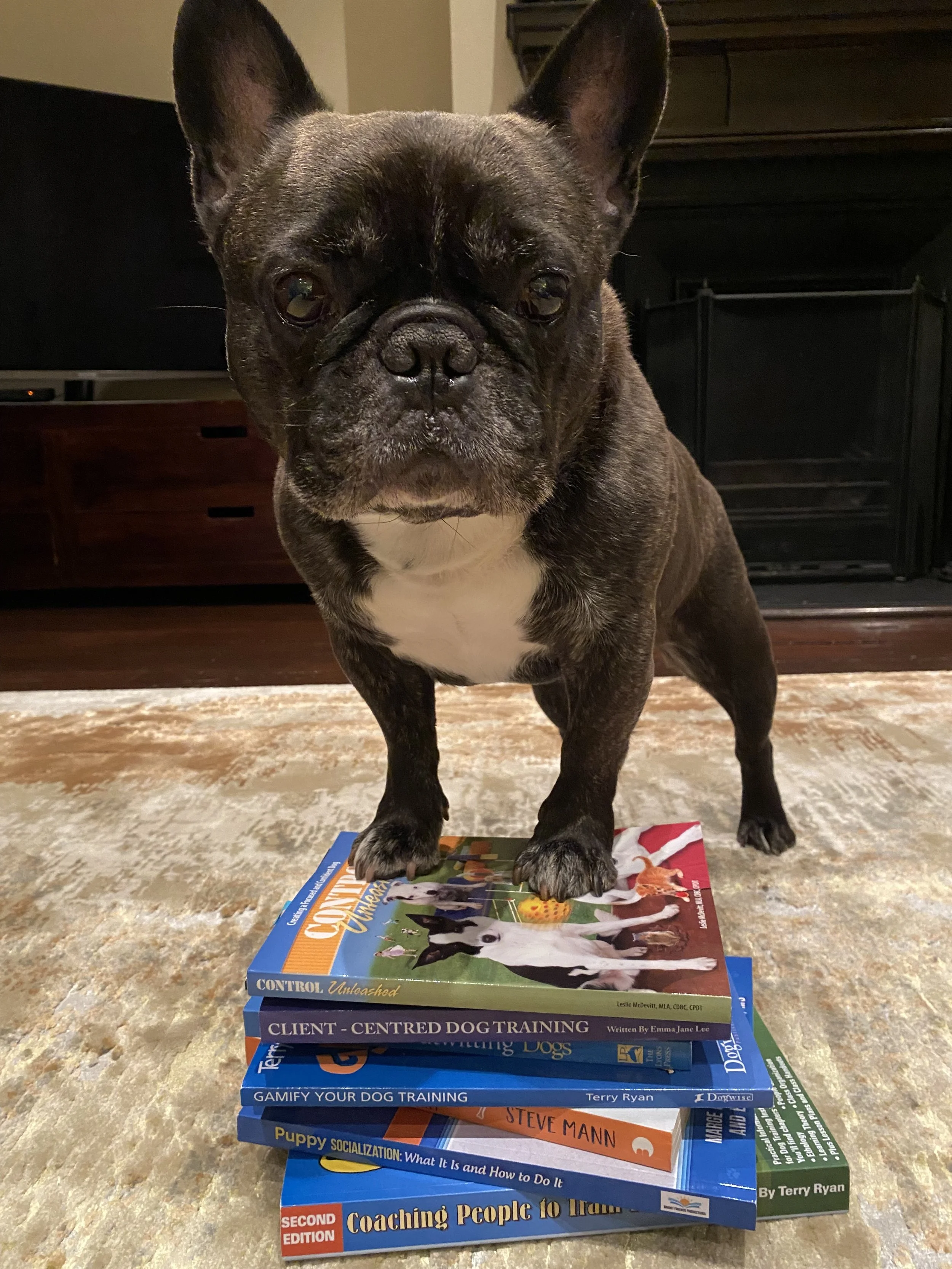 A brindle French Bulldog standing on a stack of books about dog training, looking directly at the camera. The books are arranged on a beige carpet in a living room with dark furniture in the background.