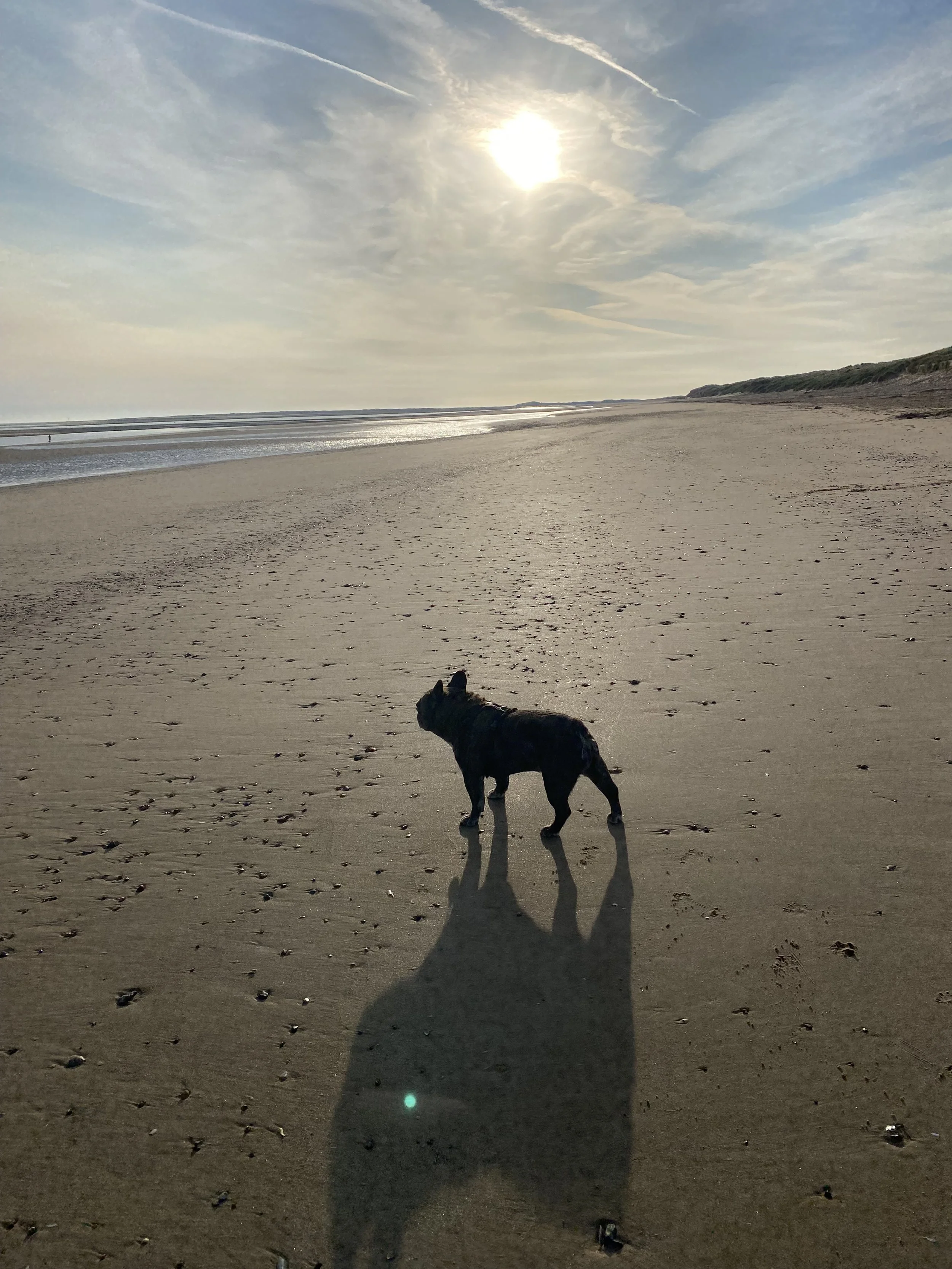 A dog walking on a sandy beach during sunset, with the sun shining through the partly cloudy sky, and shadows cast on the sand.