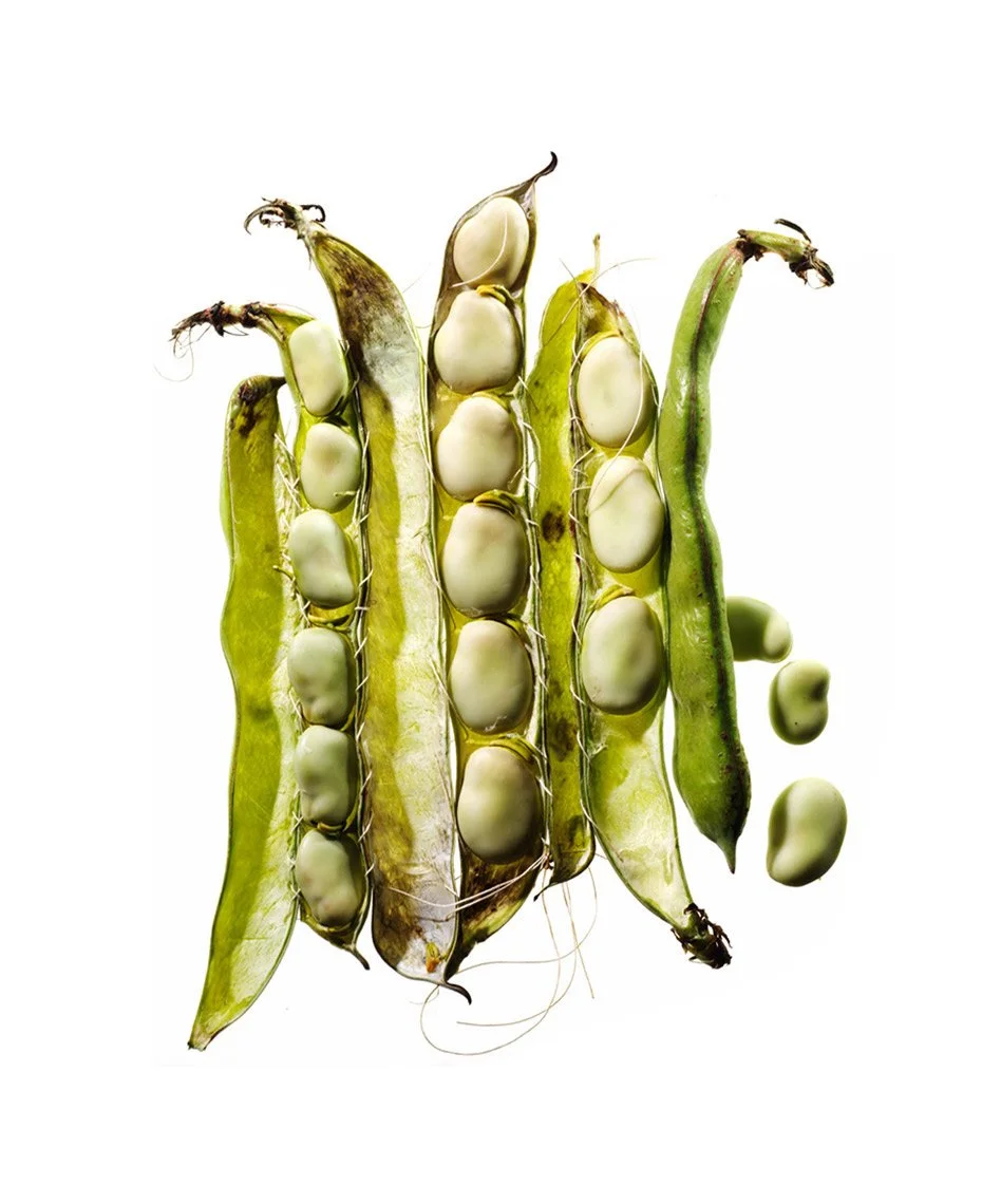 Fava beans in open pods on a white background.