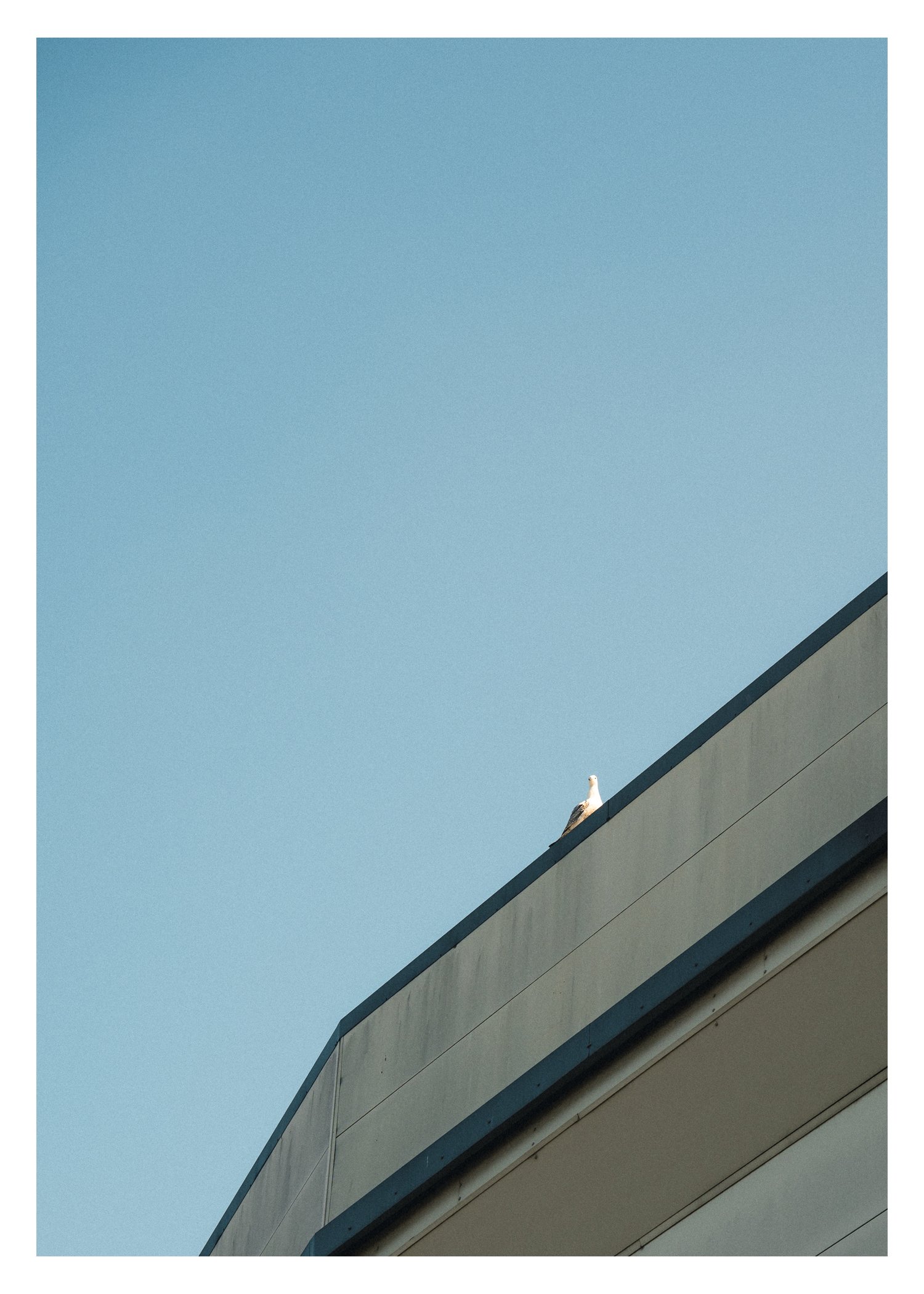 Seagull.jpg
