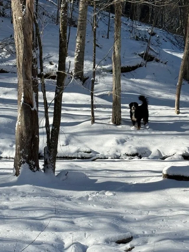 Letting It Go: Shedding the Skin of the Year of the Snake