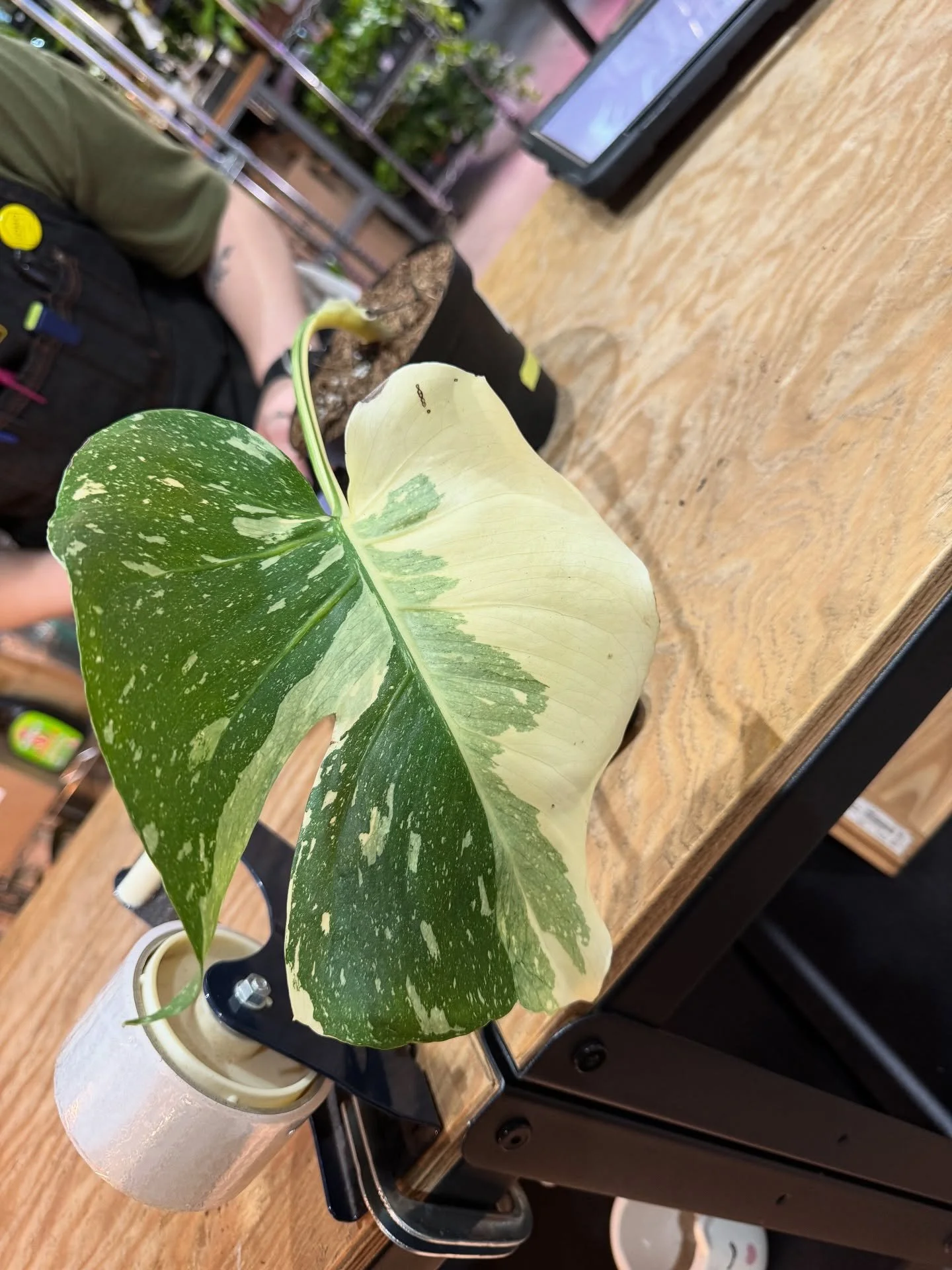 My new baby from @jomostudio ✨🥹

What should I name it?