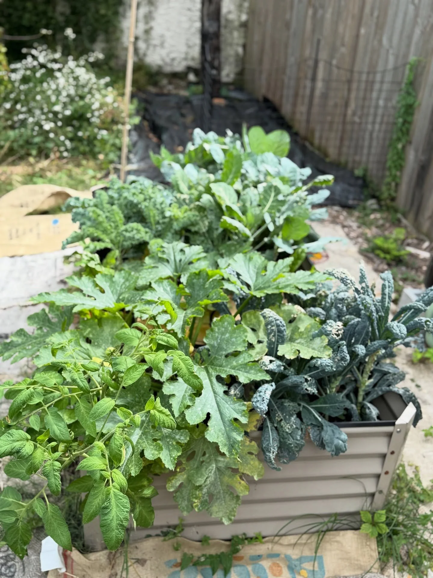 Sajeeda Urban Farm 📸 from early October.