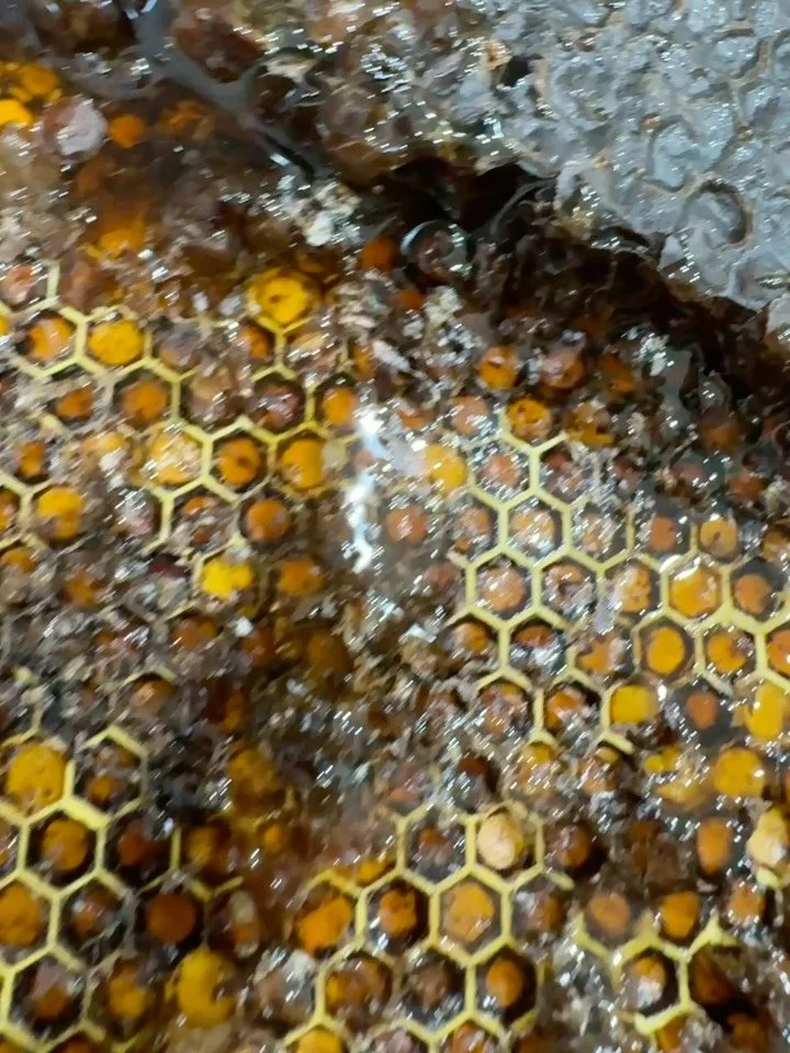 *ATTENTION*
A VERY limited supply of Sajeeda Urban Farm honeycomb is going to market THIS Saturday! Not honey, JUST HONEYCOMB 🐝🍯

It&rsquo;s now ONLY going to be sold through @farmalliancebaltimore @32ndstreetfarmersmarket for the remainder of the 