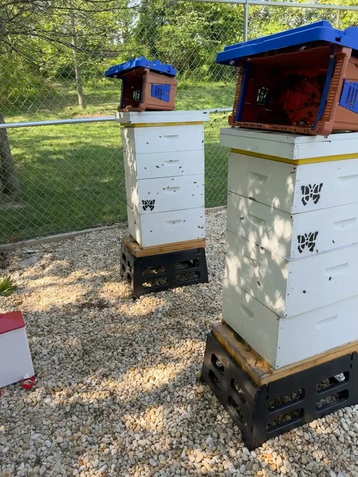 The bees are IN! 

Yall, beekeeping is a process. 

I purchased 9 nucs back in March. 

Picked them up a few weeks ago&hellip;
@stfrancisbmore received 2 nucs 
@dux.inrose received 1 nuc
@blackcatyarner received 2 nucs
@left_thigh received 1 nuc 
@fa