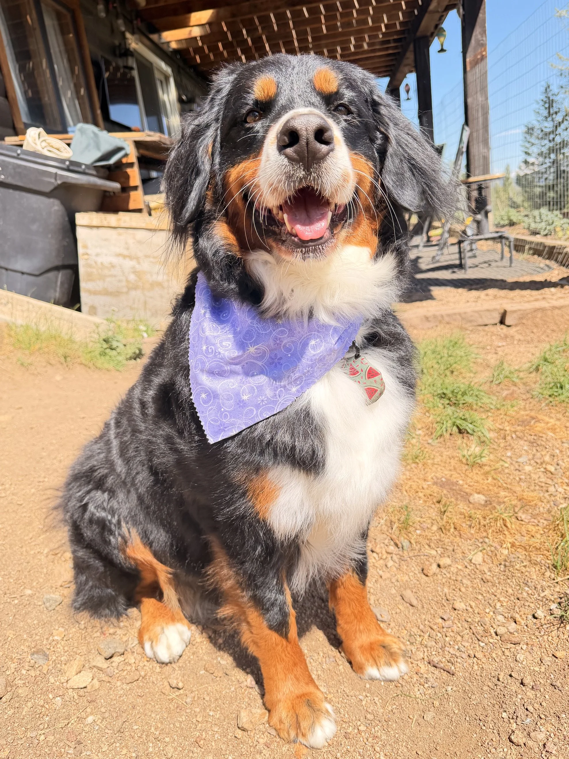 A happy Bernese Mountain Dog looking up outdoors on a dirt and rocky ground.