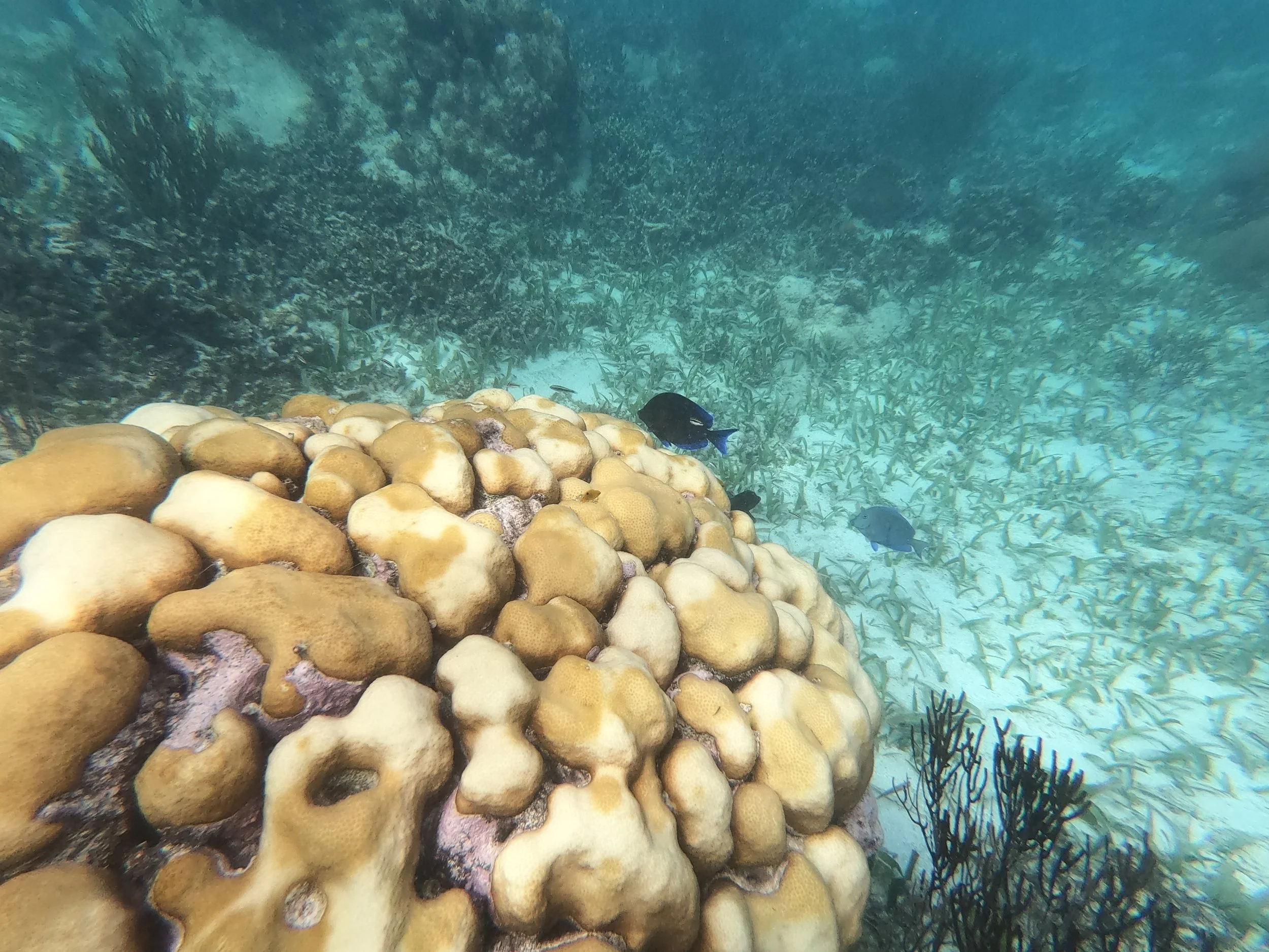 GPTempDownload (1).jpg