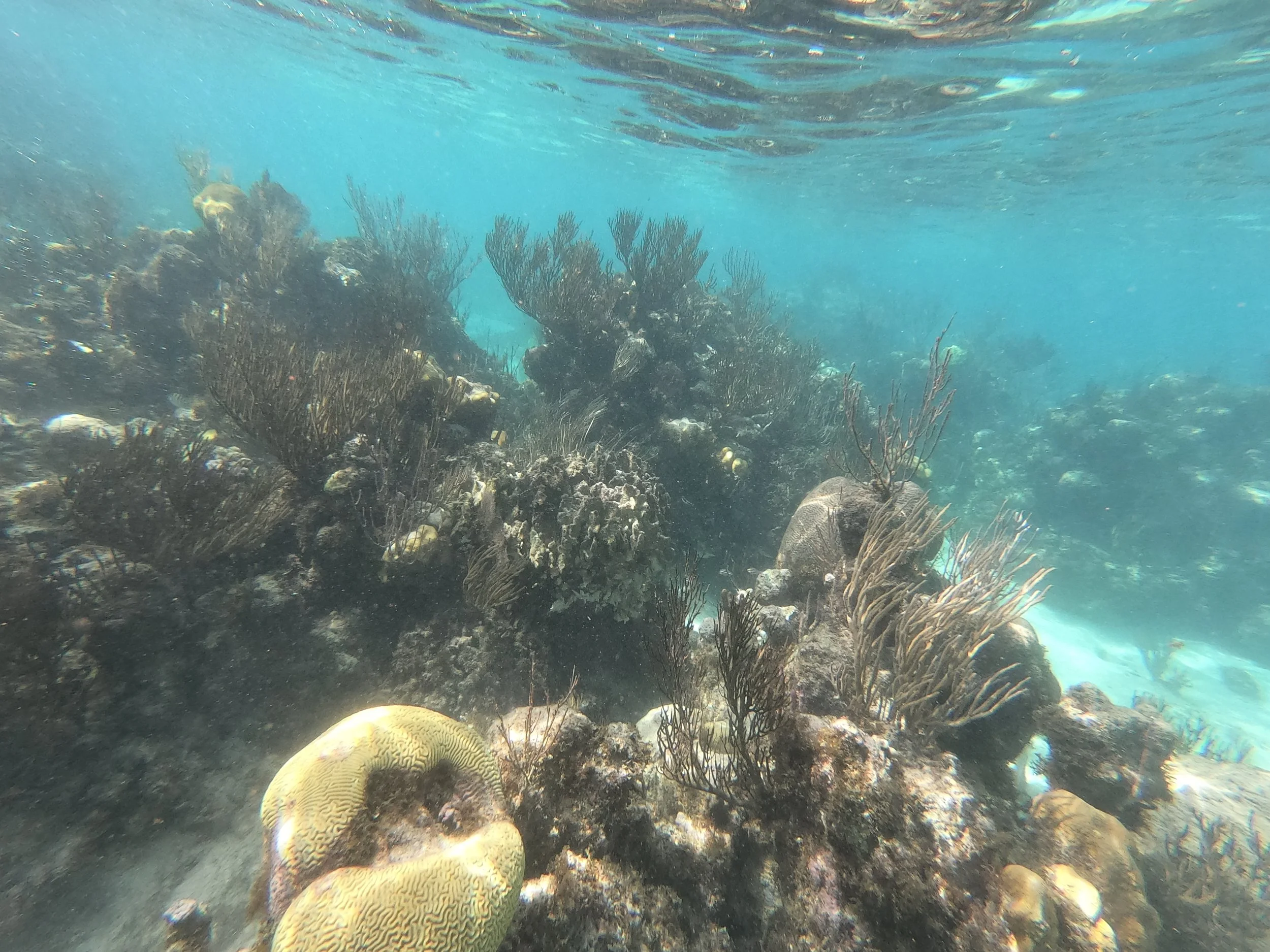 GPTempDownload (3).jpg