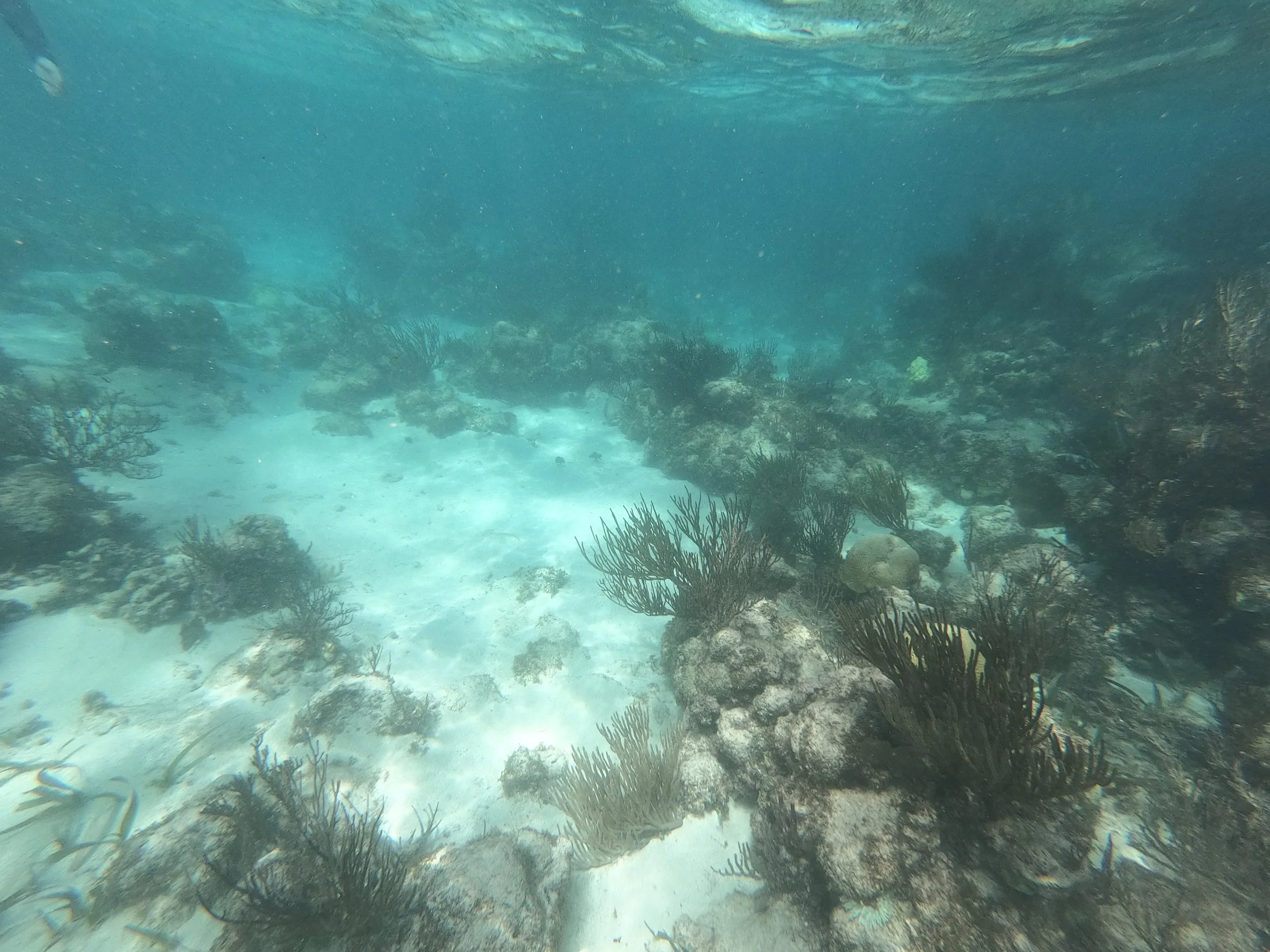 GPTempDownload (9).jpg