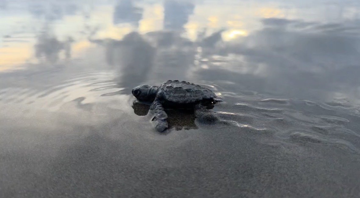 Costa Rica - Pura Vida