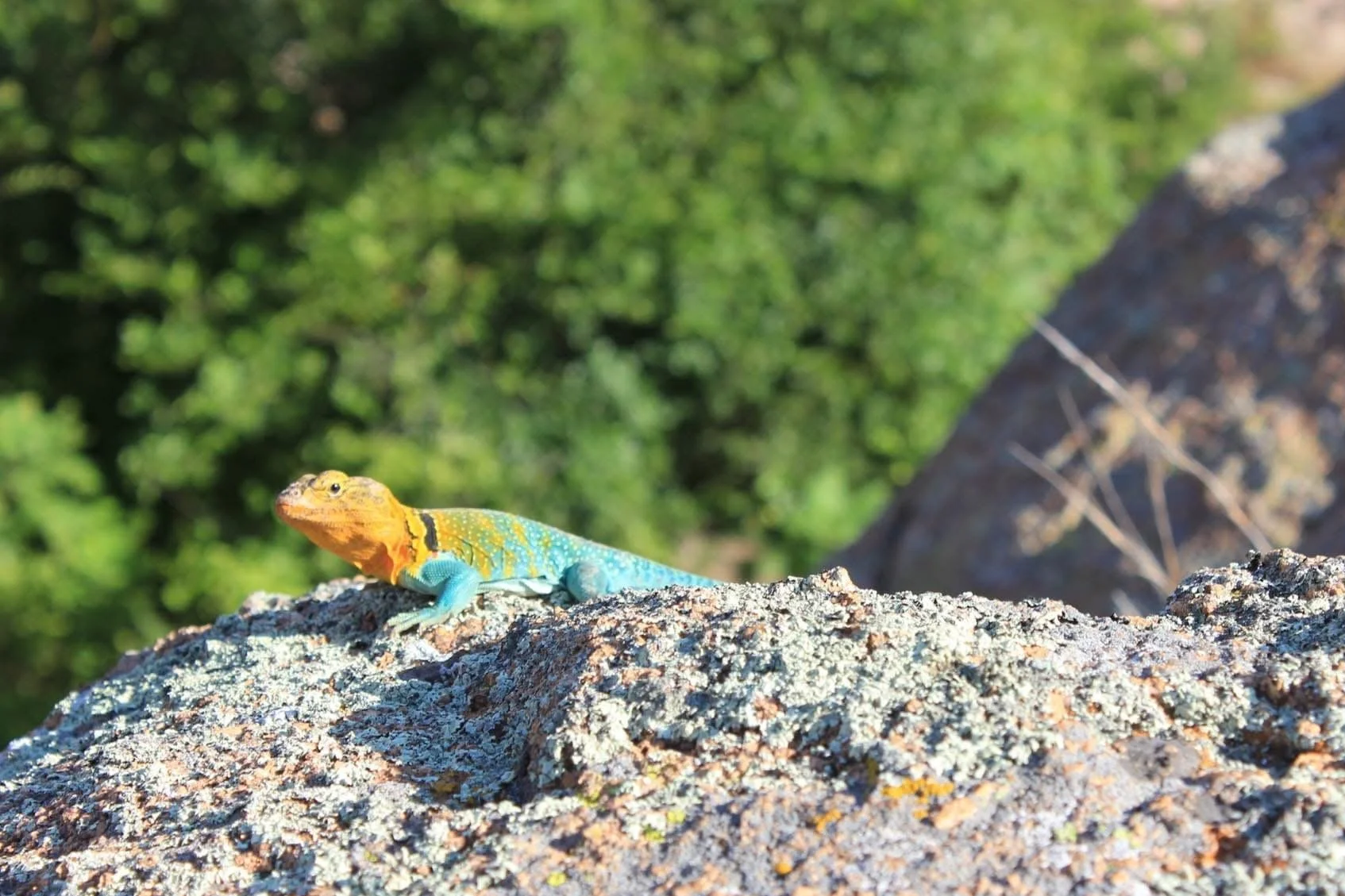 Planted in Curiosity