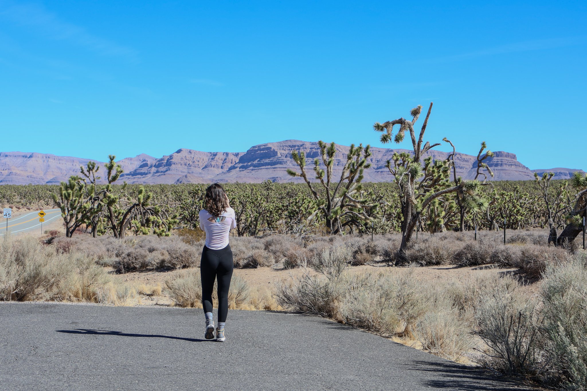 Joshua Tree Forest