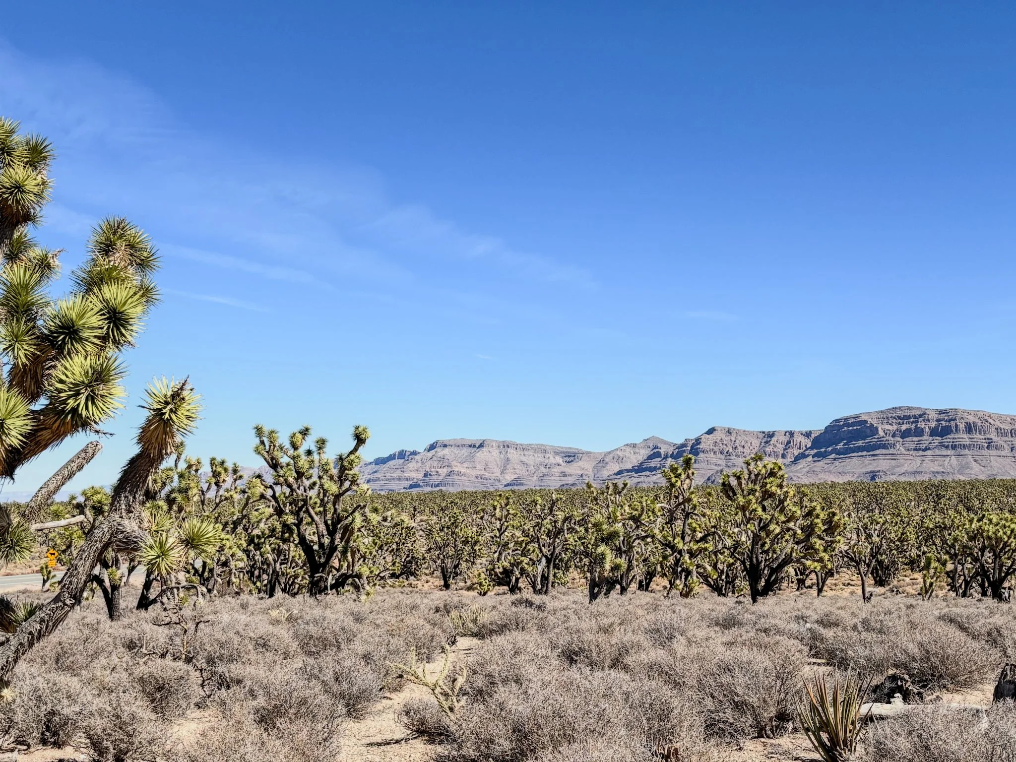 Joshua Tree Forest