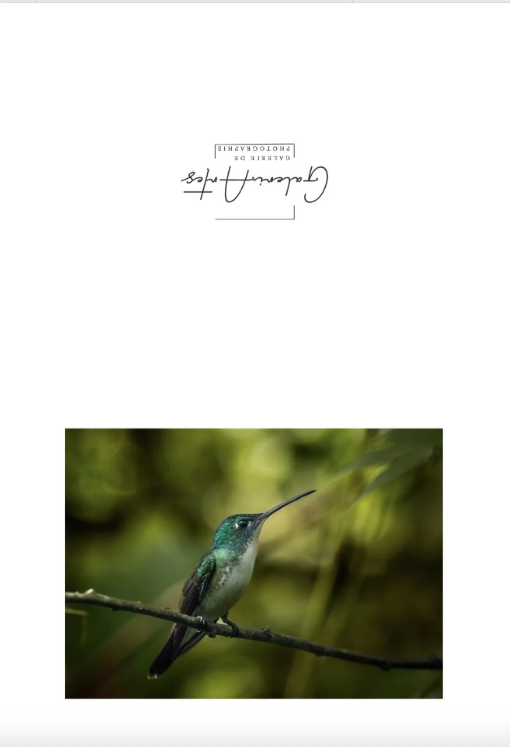 Carte-de-souhait-vierge-colibris
