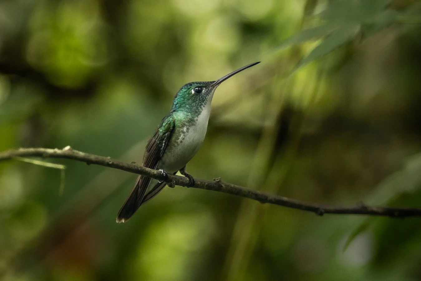 Quito - Colibris - mindo - 01.jpg