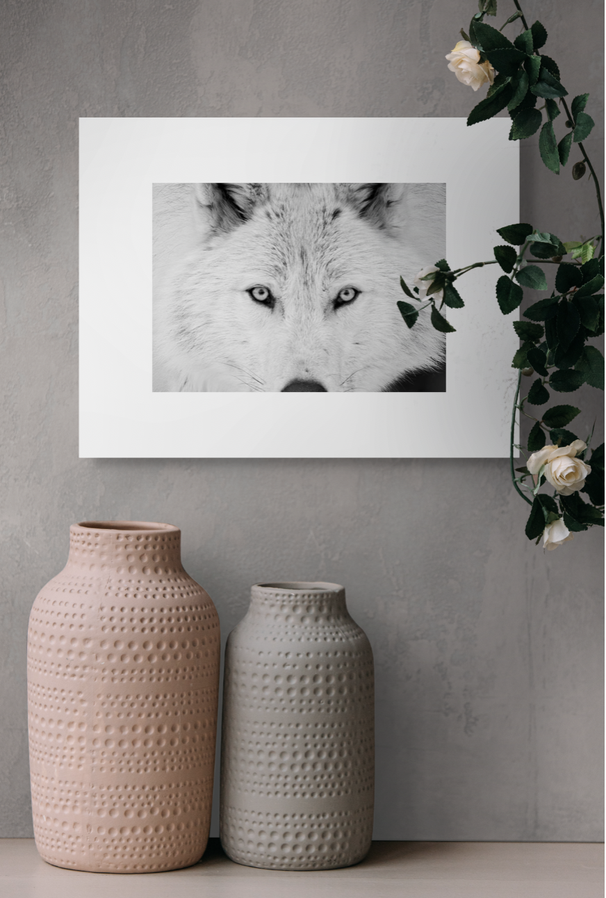 Loup Gris – Tirage Fine Art édition limitée sur papier Hahnemühle 16po x 20 po