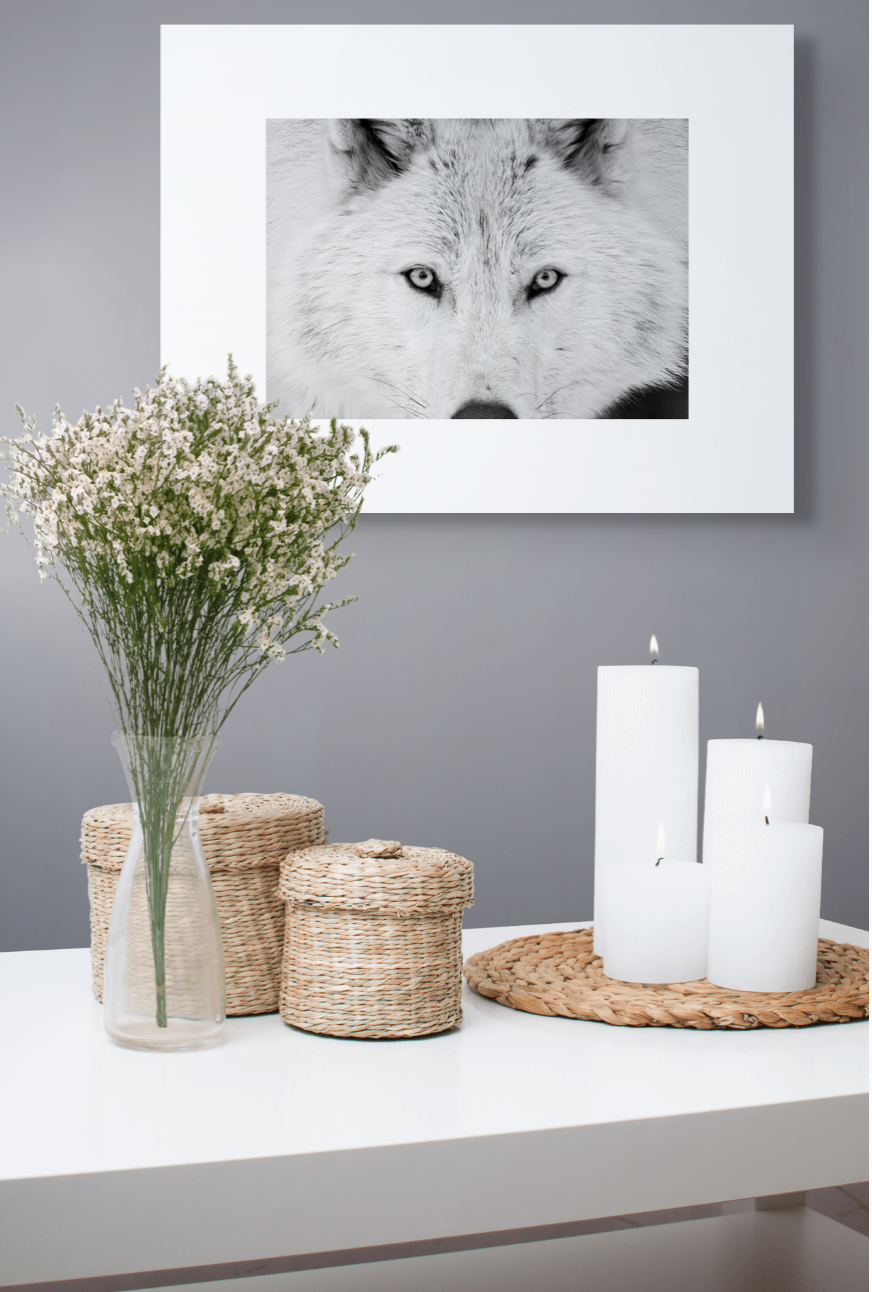 photographie-animaliere-loup-gris-noir-et-blanc-angle-lateral.png