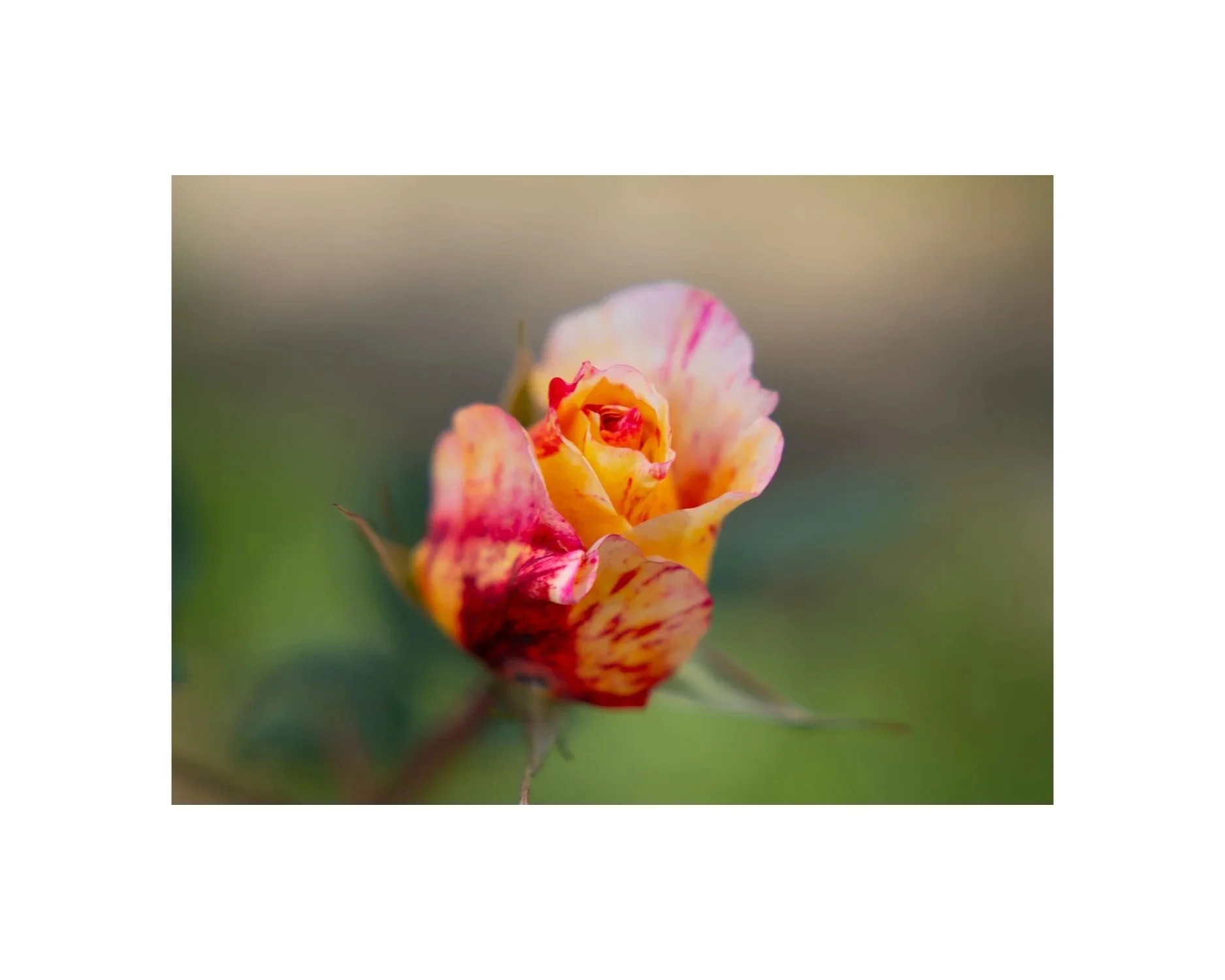photographie-nature-papier-fine-art-rose