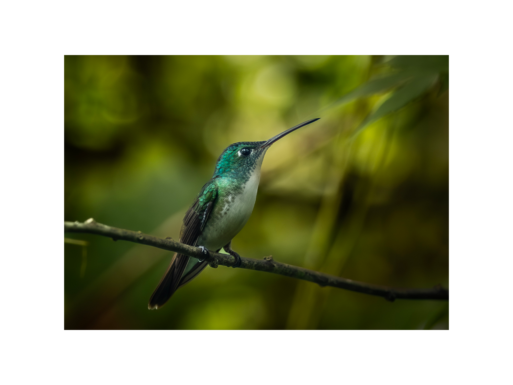 Carte-souhait-colibris