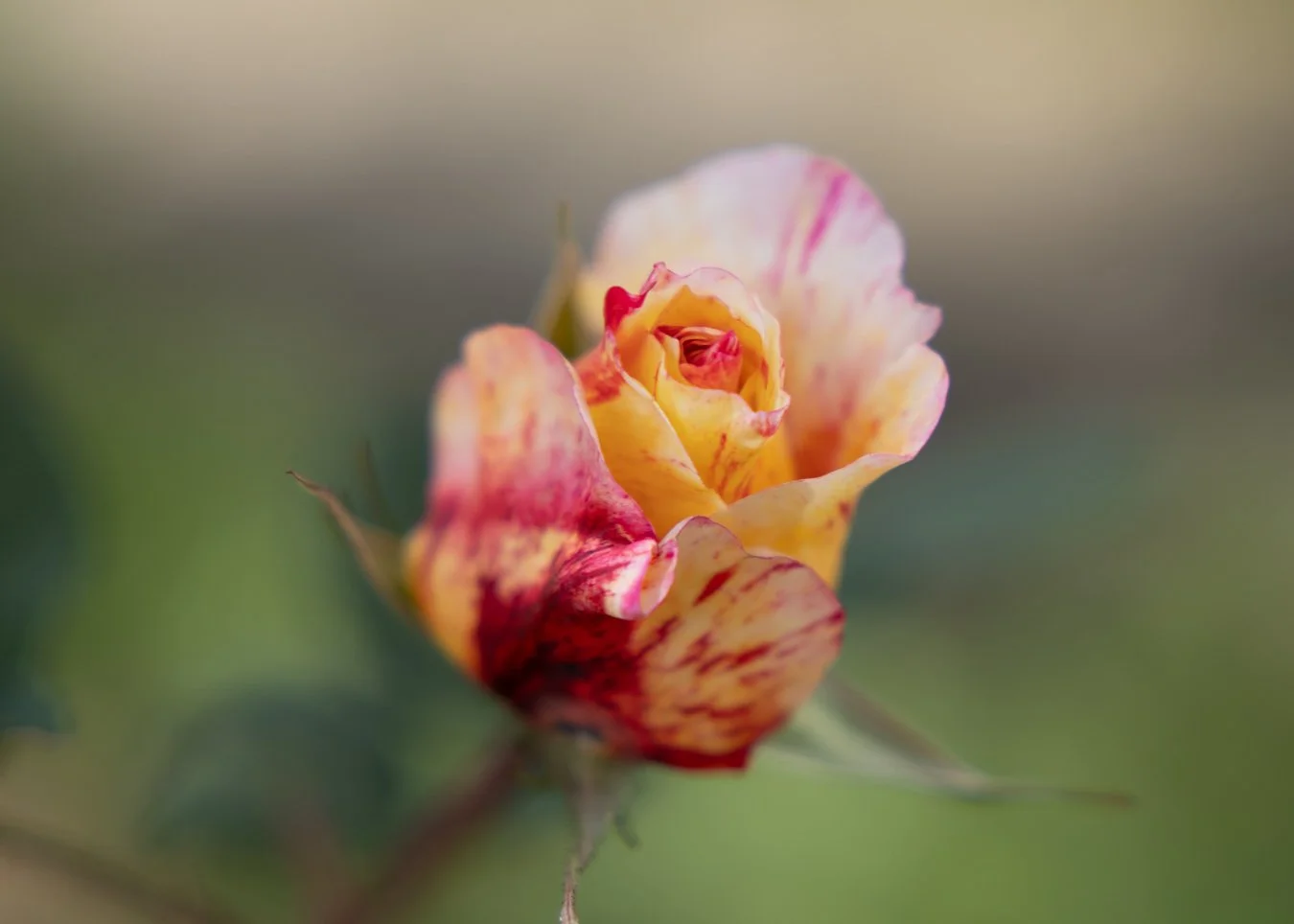 photographie rose Quito sur papier fine art