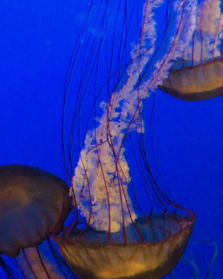 SF -&gt; Monterrey: Bask in the beauty of nature! Check out one of the world&rsquo;s best aquariums, spot an otter or a whale in the wild, or explore a tide pool