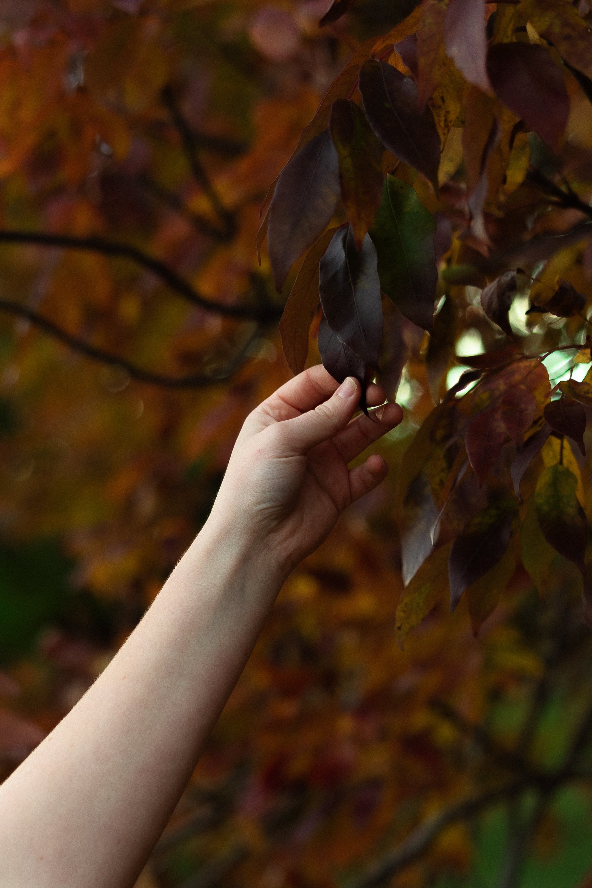 Hailey Senior-33.jpg