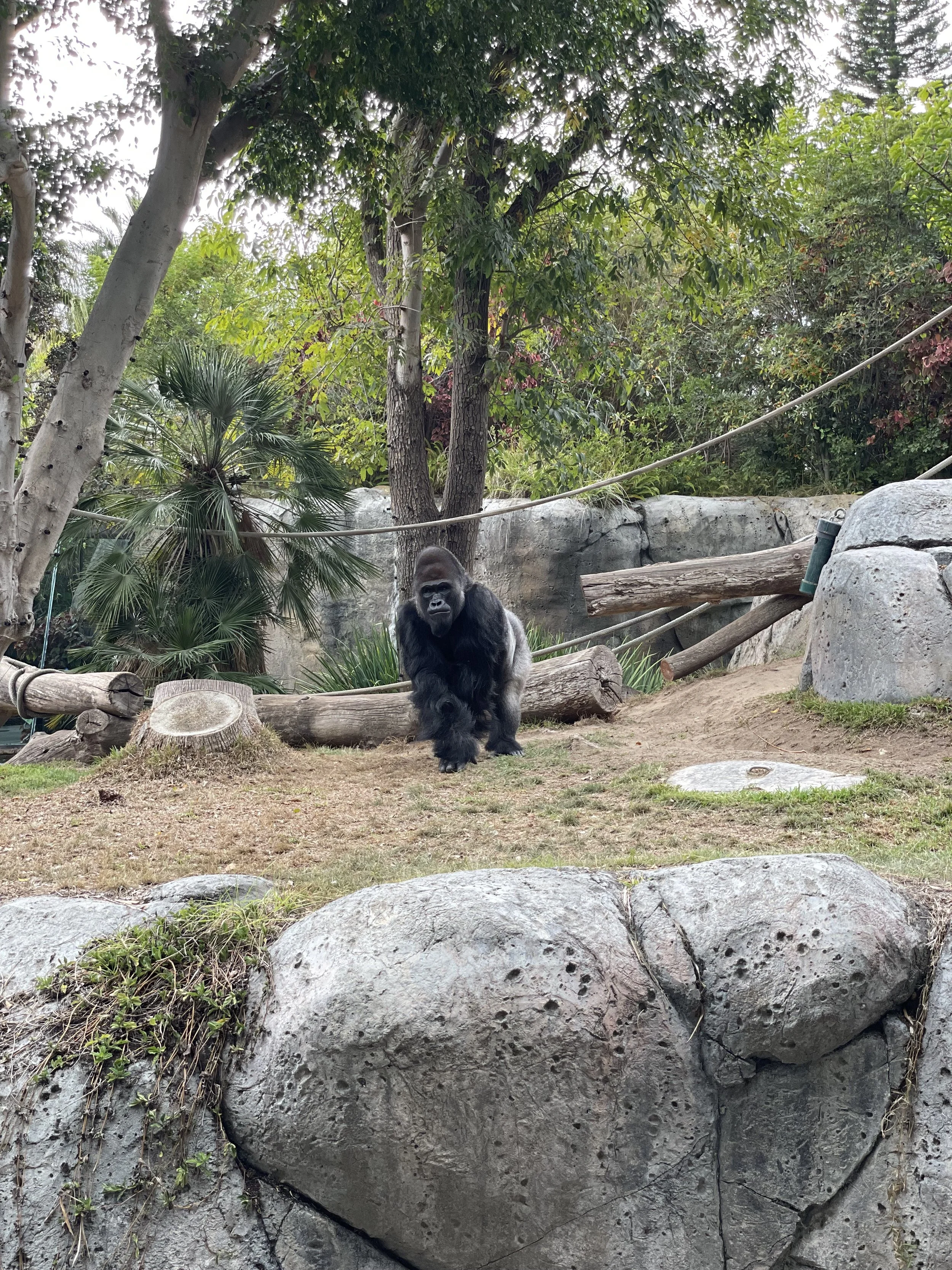 A Day at the San Diego Zoo : LUX Level Guide