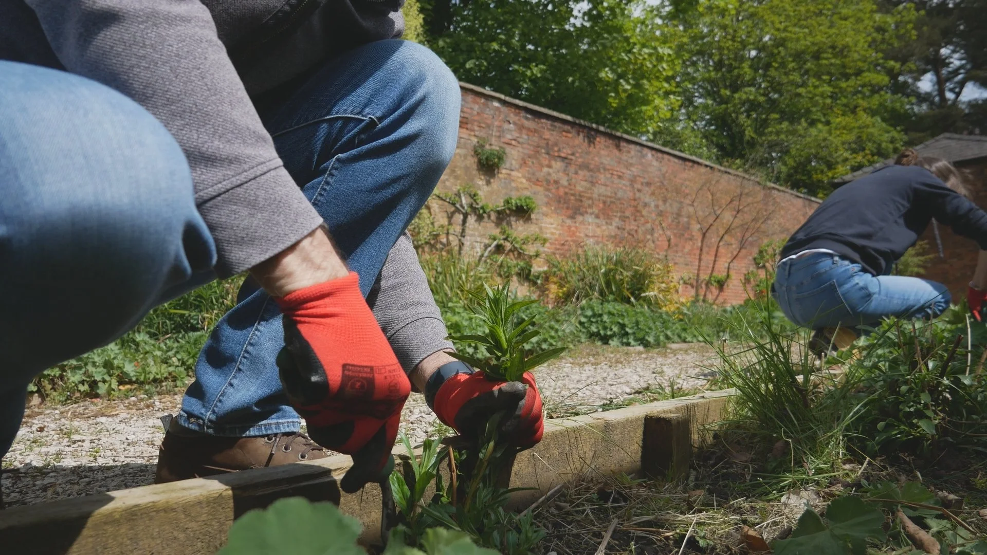Rooted Connection - Volunteers Restoring A Walled Garden