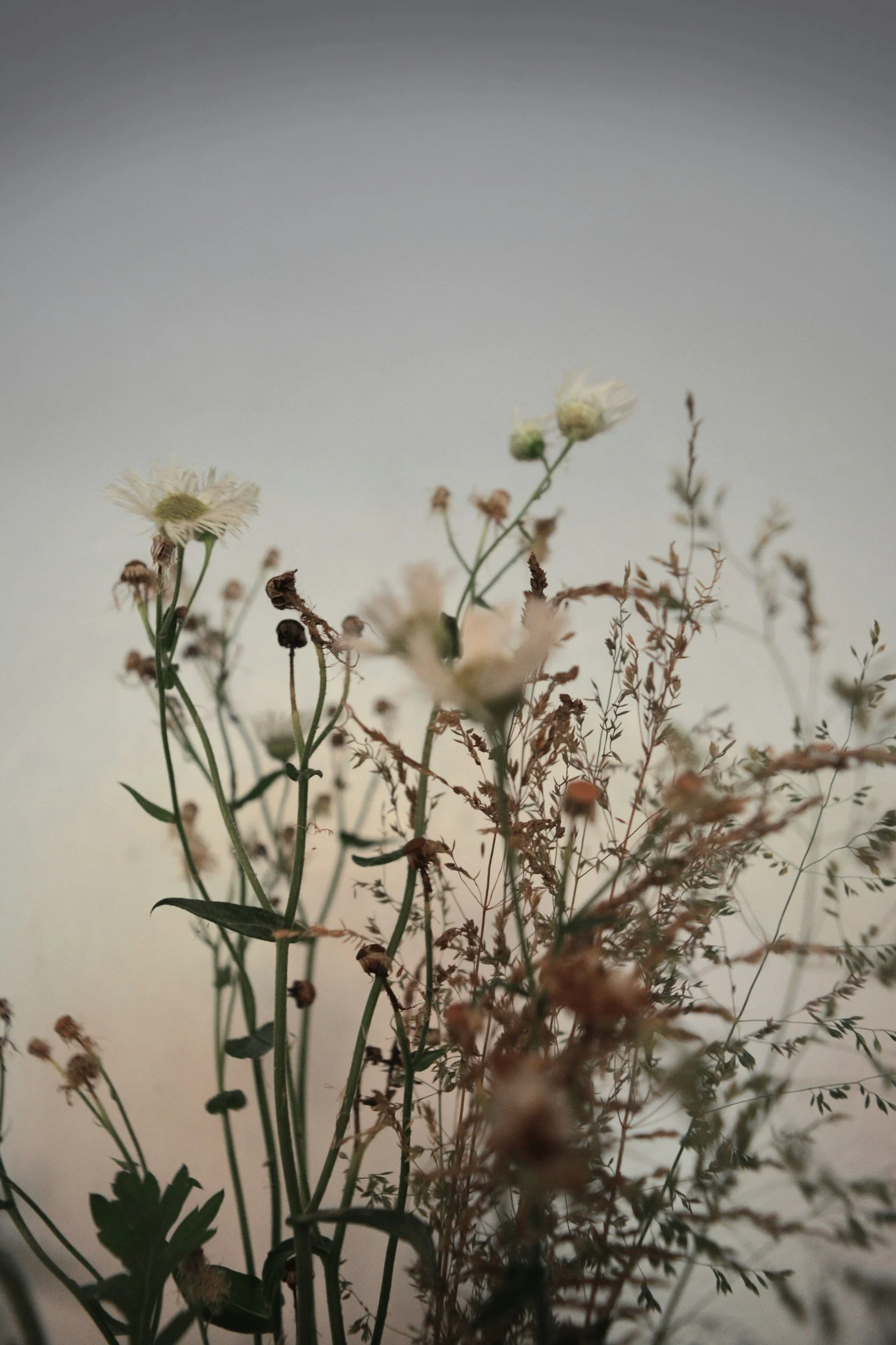 A close-up of dried wildflowers and grasses against a plain background.