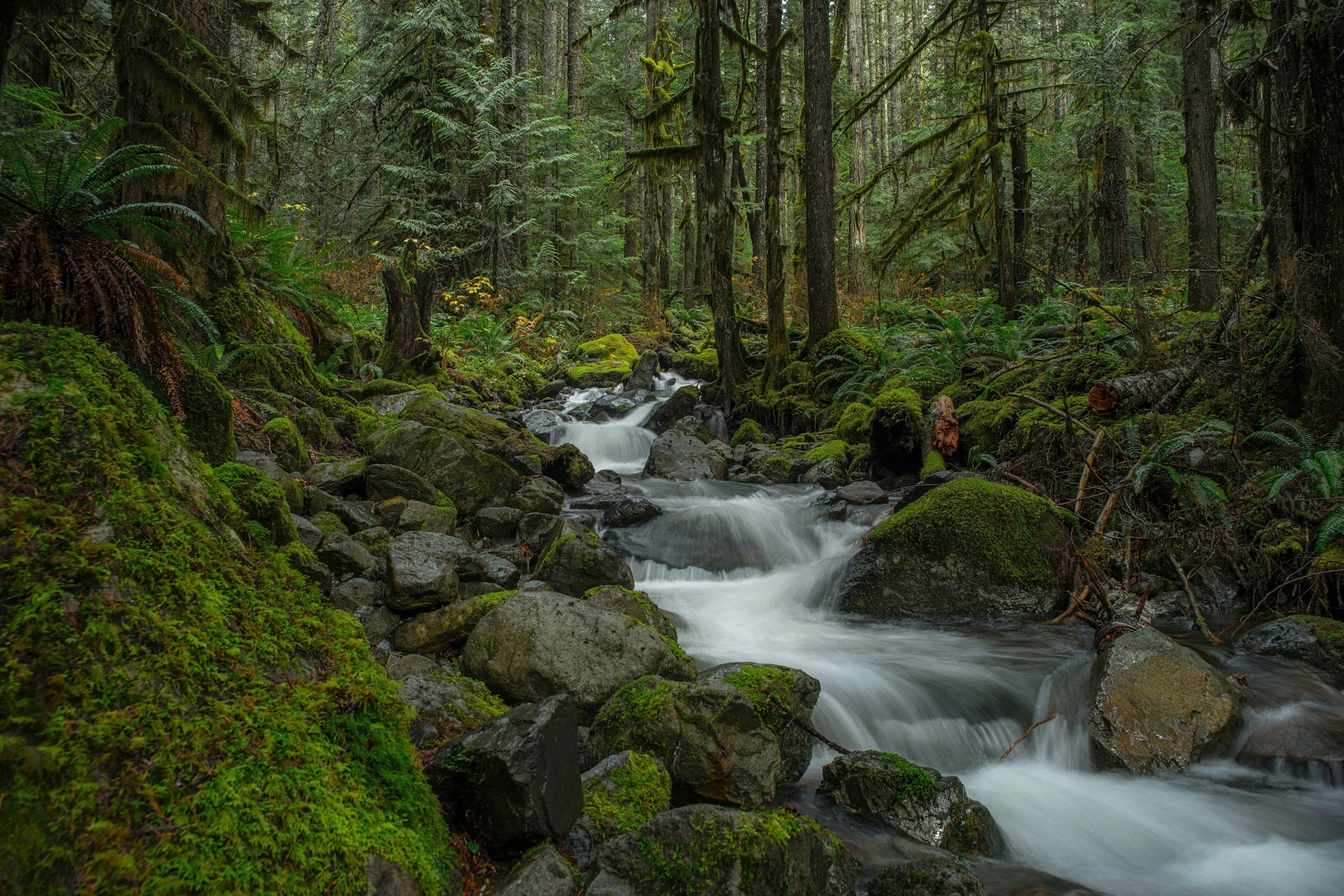 A forest stream flowing over moss-covered rocks surrounded by lush green trees and ferns in a dense woodland.