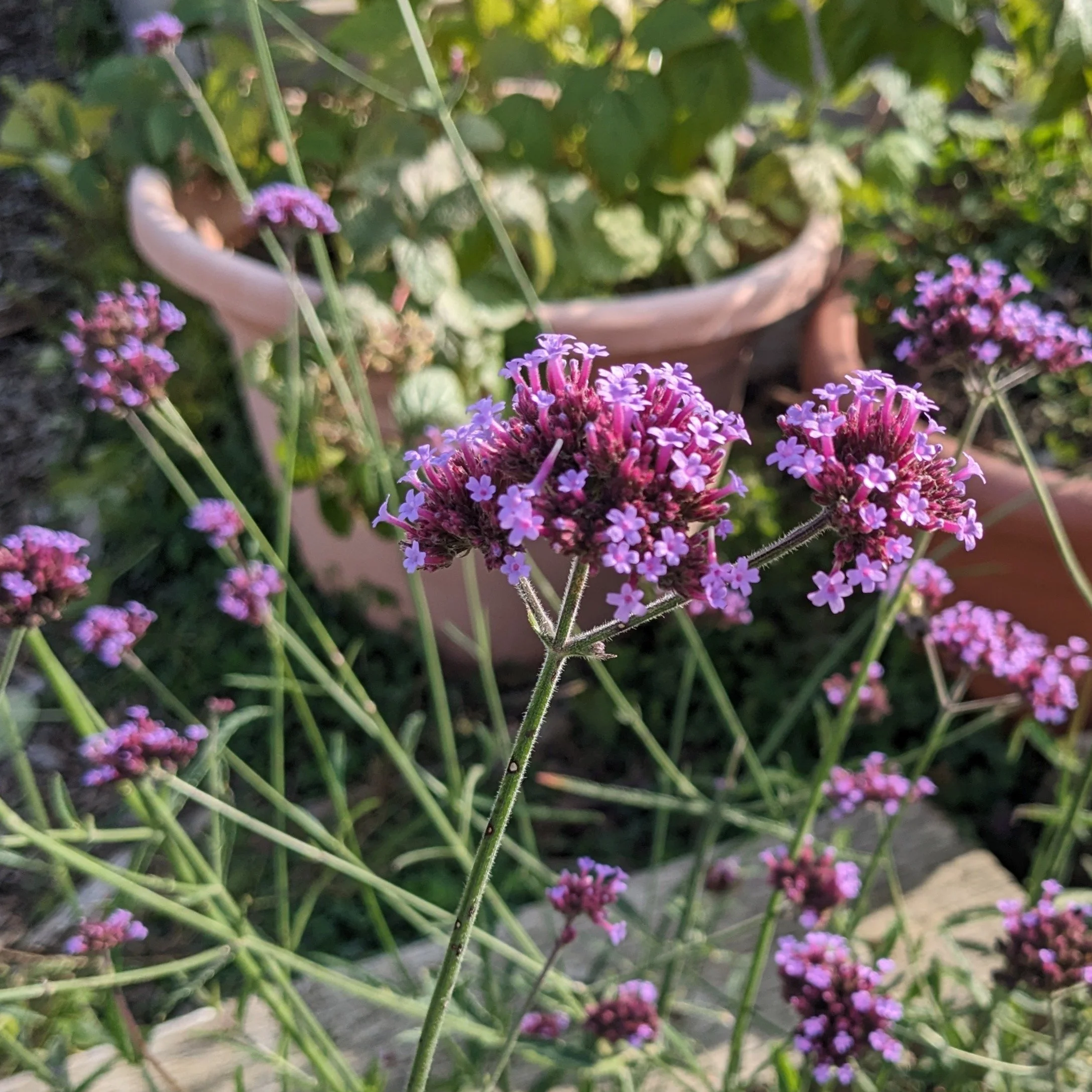 PXL_20231001_195630366 crop.JPG