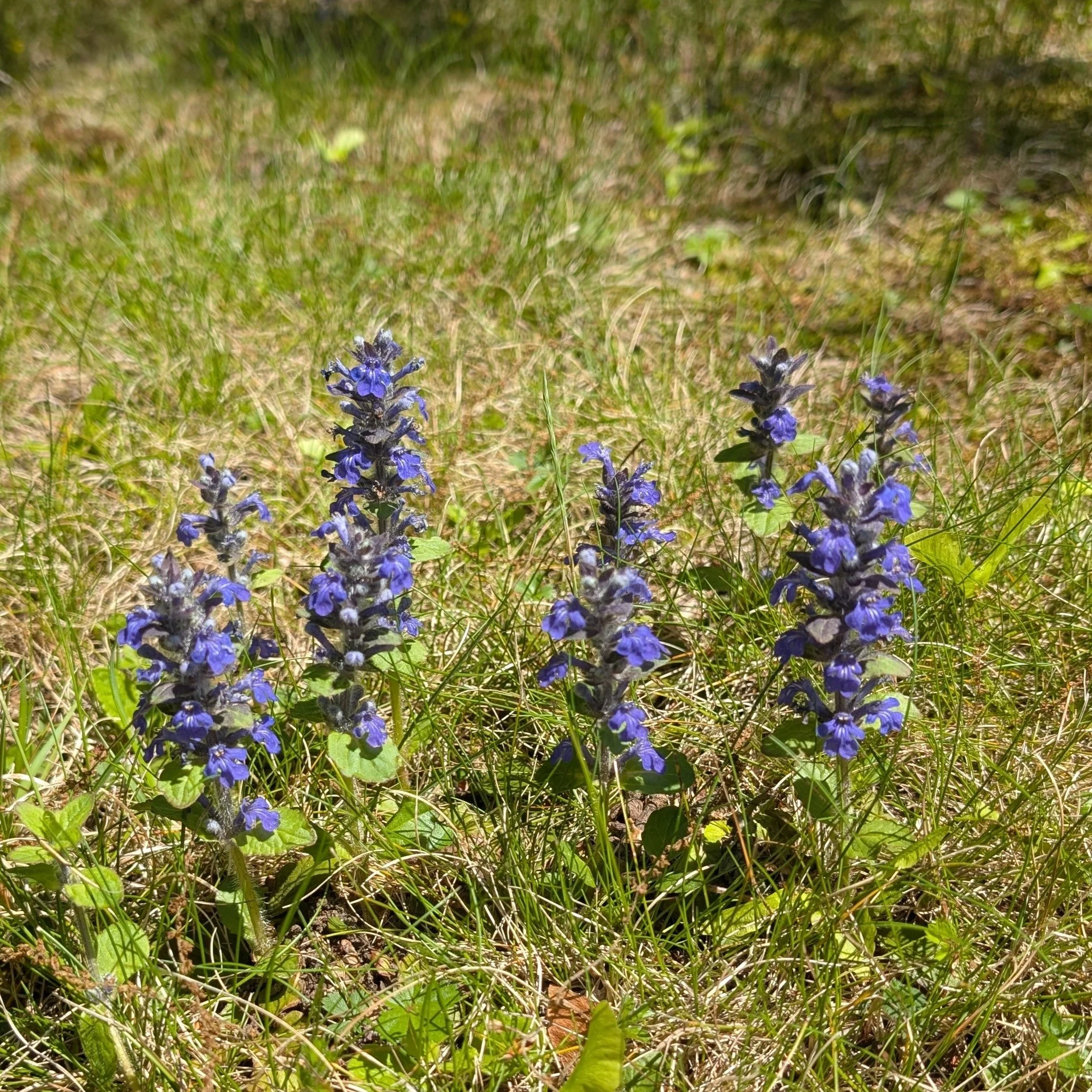 PXL_20250512_180717479 crop.JPG